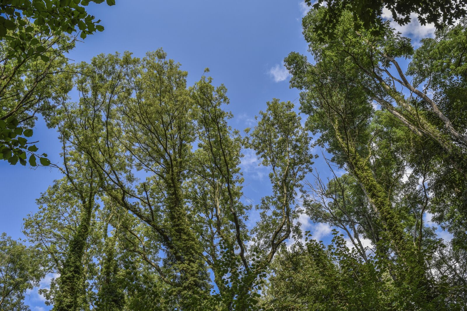 Nikon D3300 sample photo. Trees, forest, ivy photography