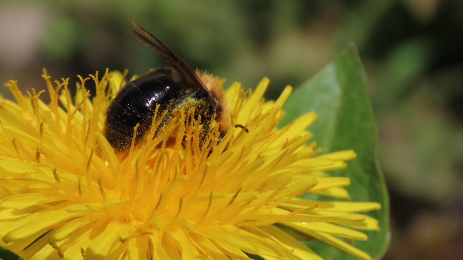 Canon PowerShot SX70 HS sample photo. Bee, pollen, insect photography