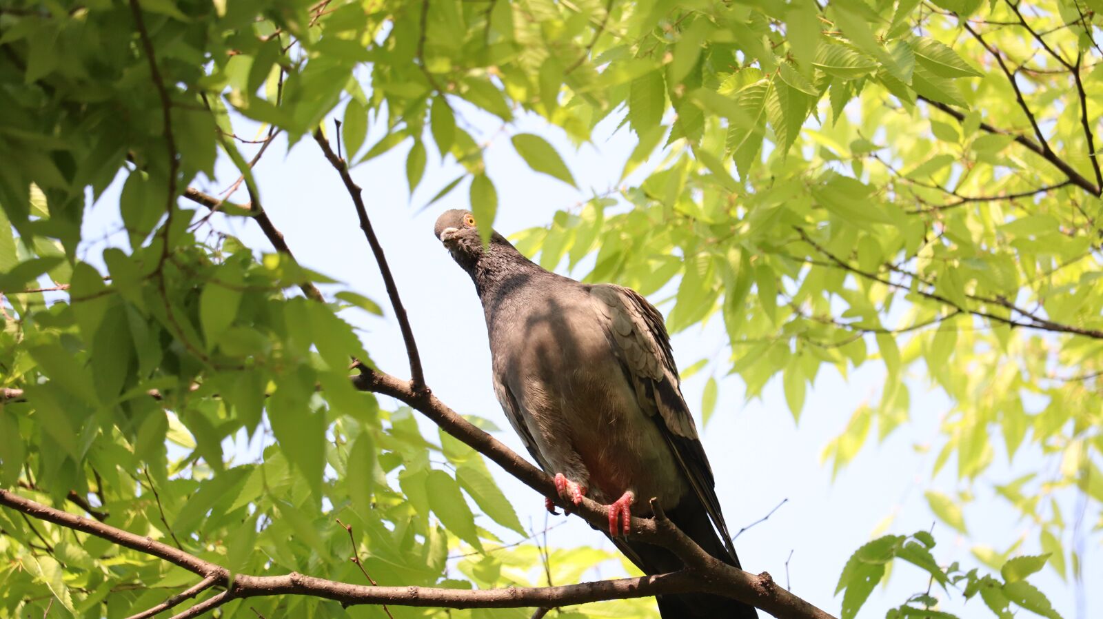 Canon EOS 77D (EOS 9000D / EOS 770D) sample photo. Nature, wood, leaf photography