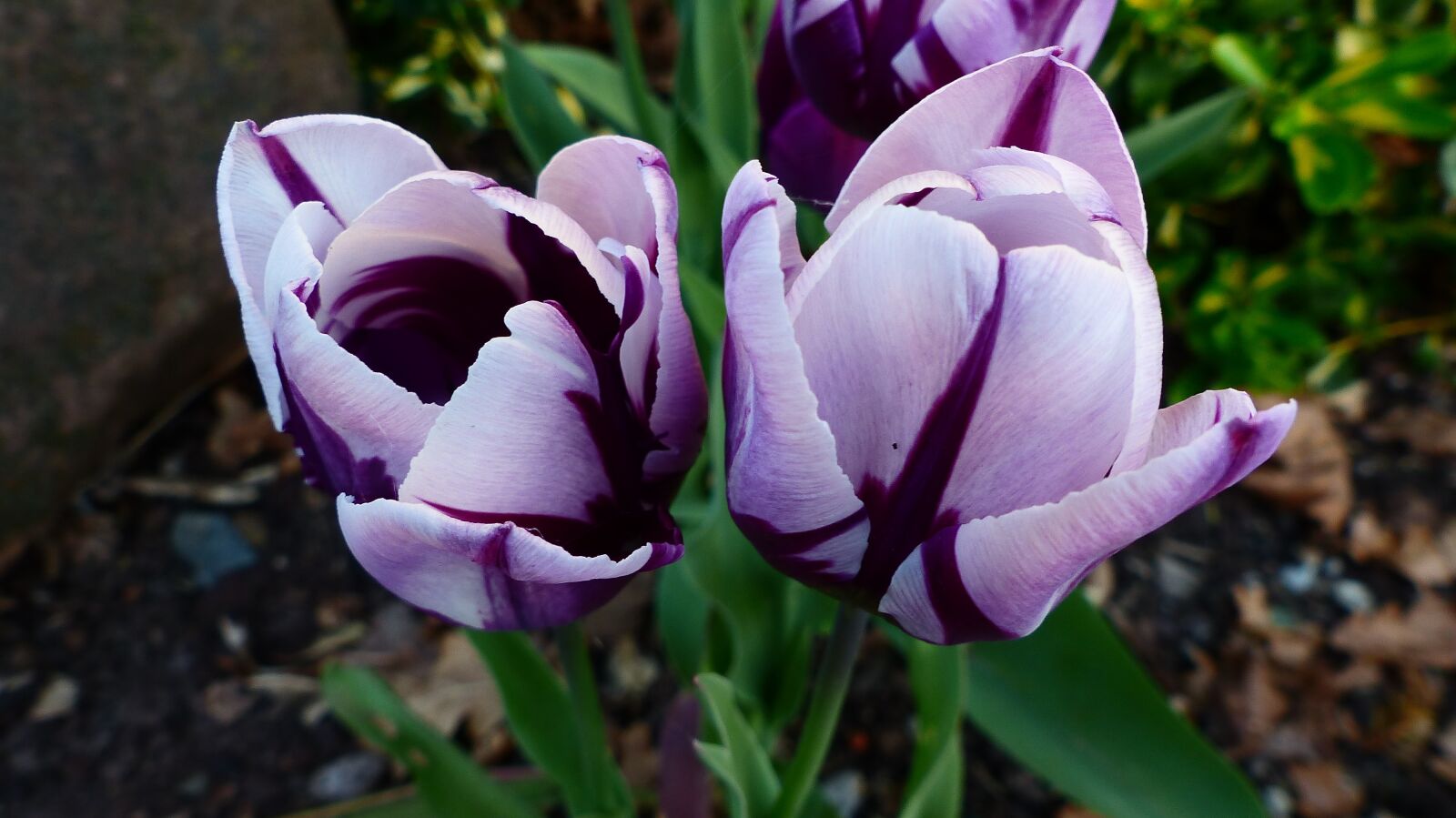 Panasonic Lumix DMC-FZ200 sample photo. Nature, flower, plant photography