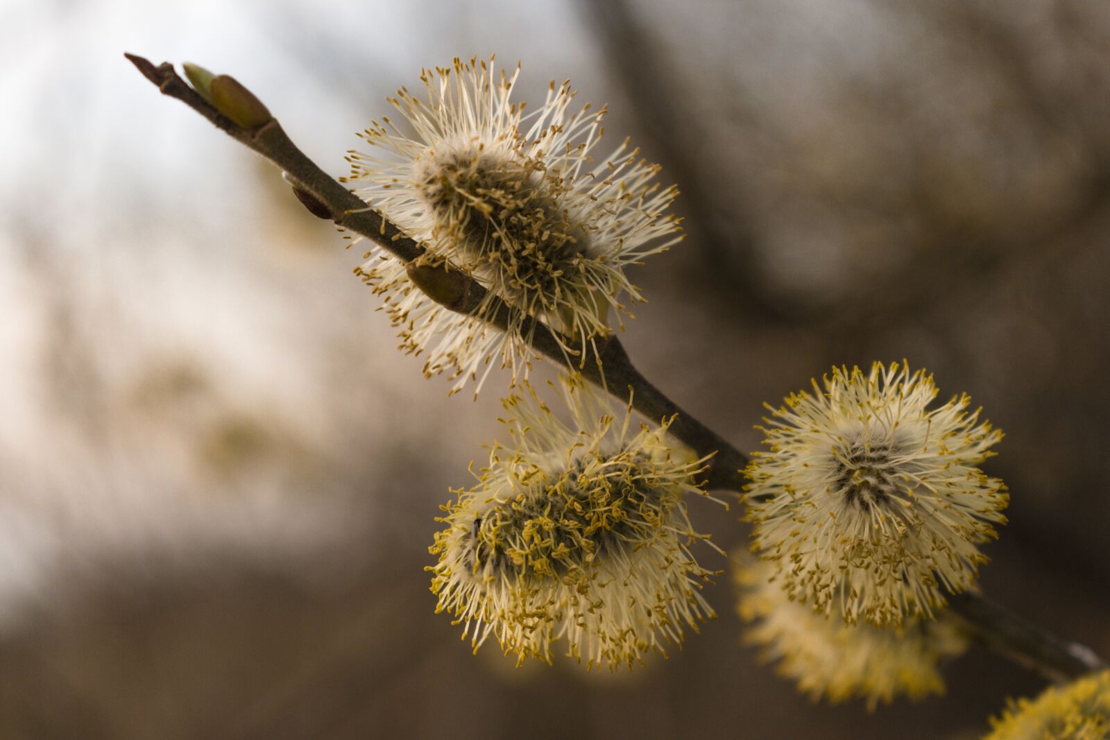 Nikon D5500 sample photo. It's, nature, flower photography