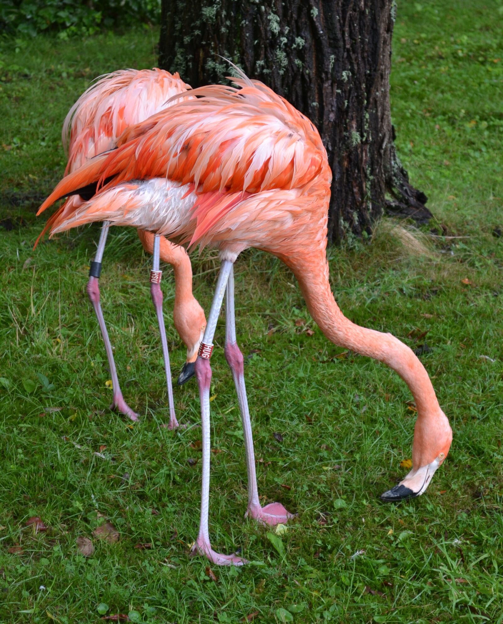 Nikon D3100 sample photo. Flamingo, american flamingo, caribbean photography