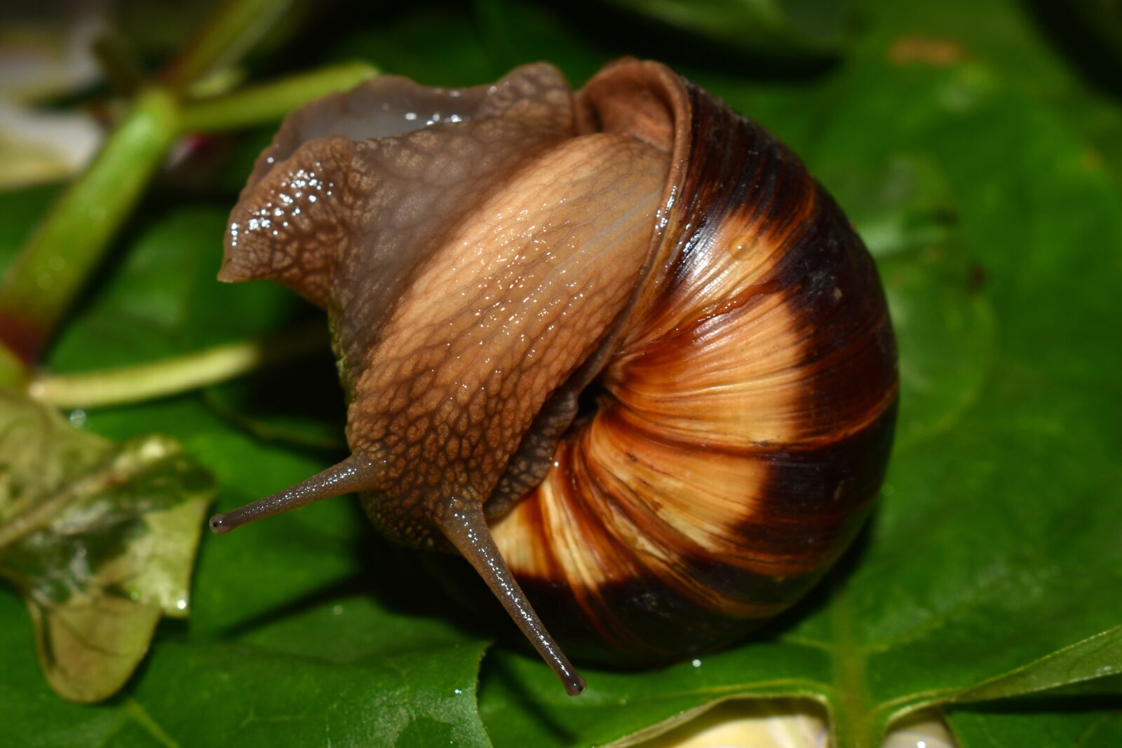 Nikon D3500 sample photo. Snail, mollusc, shell photography