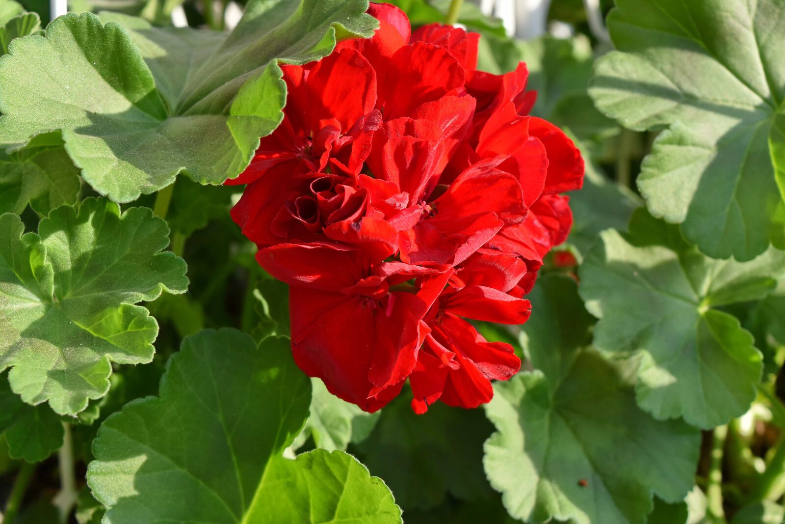 Nikon D5500 sample photo. Beautiful flowers, red, flower photography