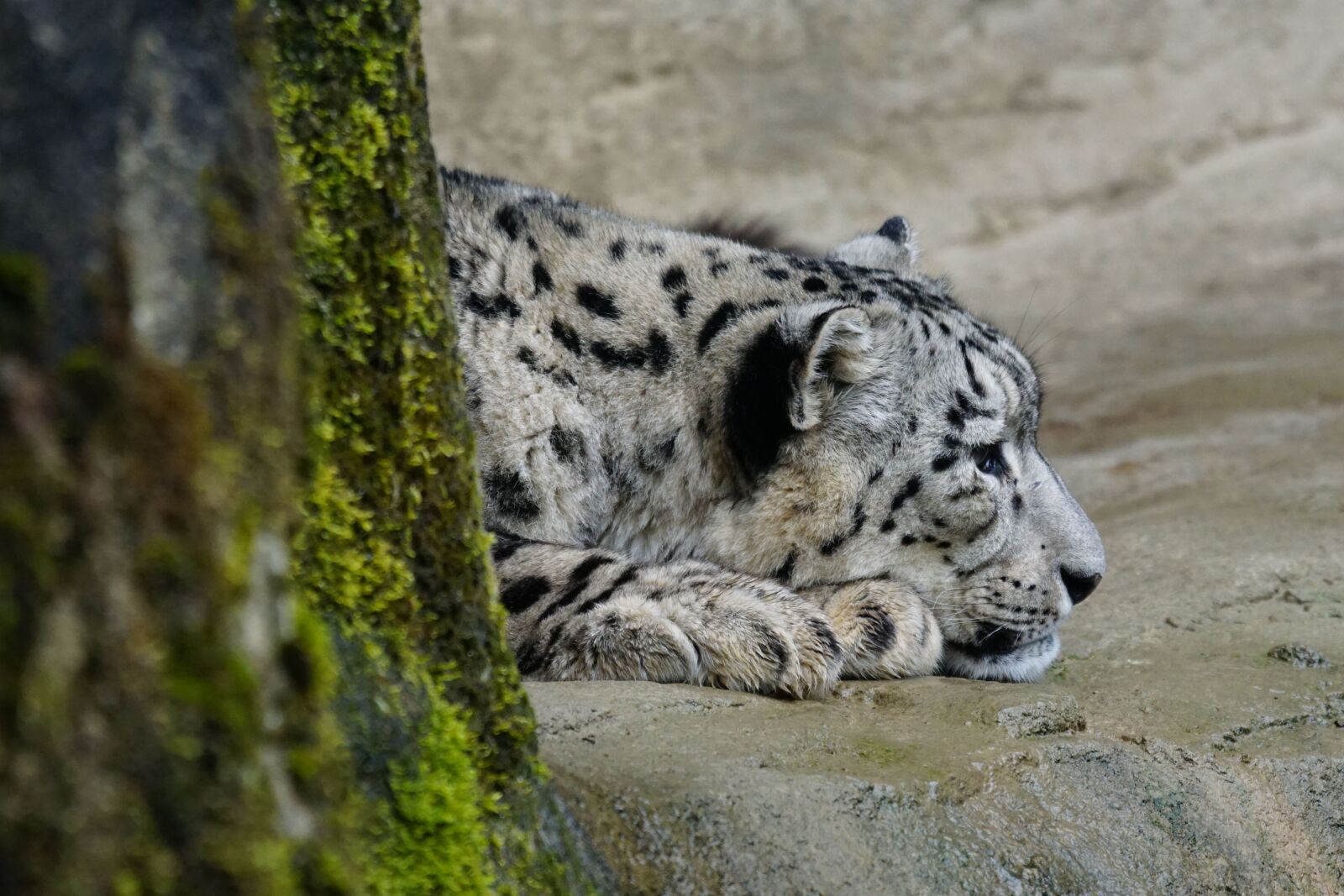 Sony ILCA-77M2 + Sony 70-400mm F4-5.6 G SSM sample photo. Snow leopard, dormant, predator photography