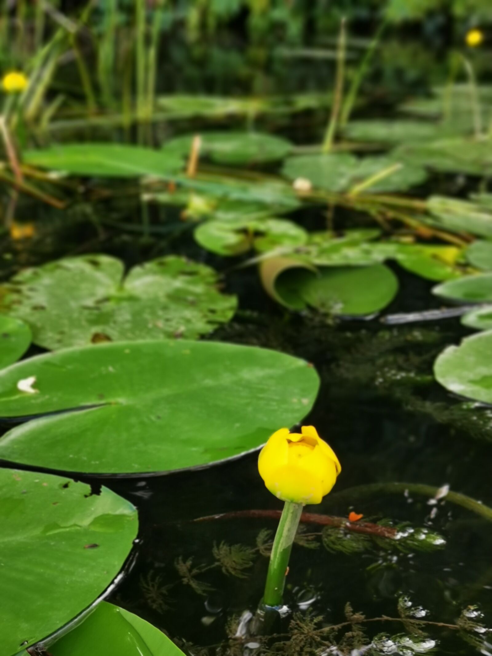 HUAWEI LYA-L29 sample photo