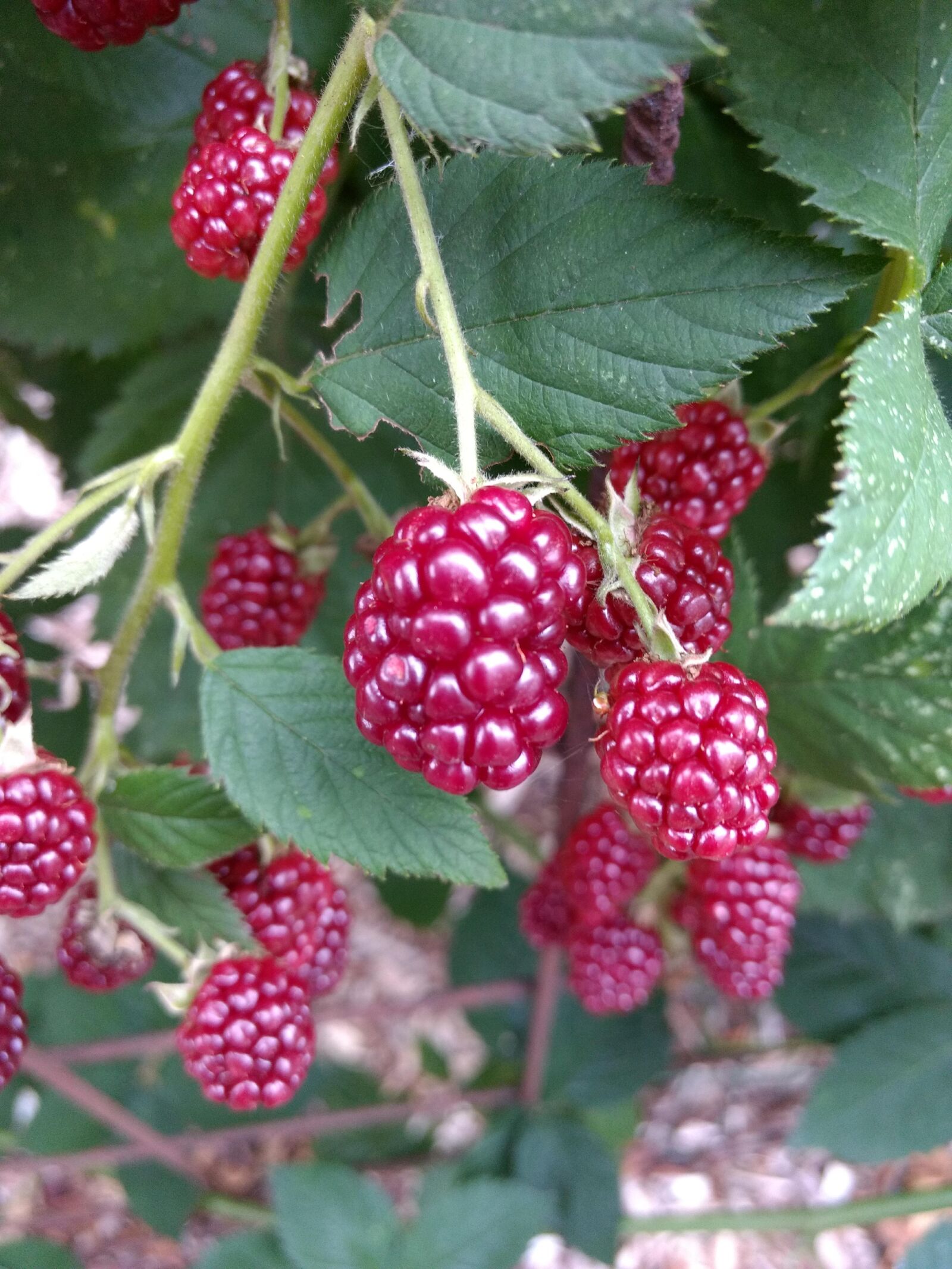 Motorola Moto G (4) sample photo. Fruit, berry, food photography
