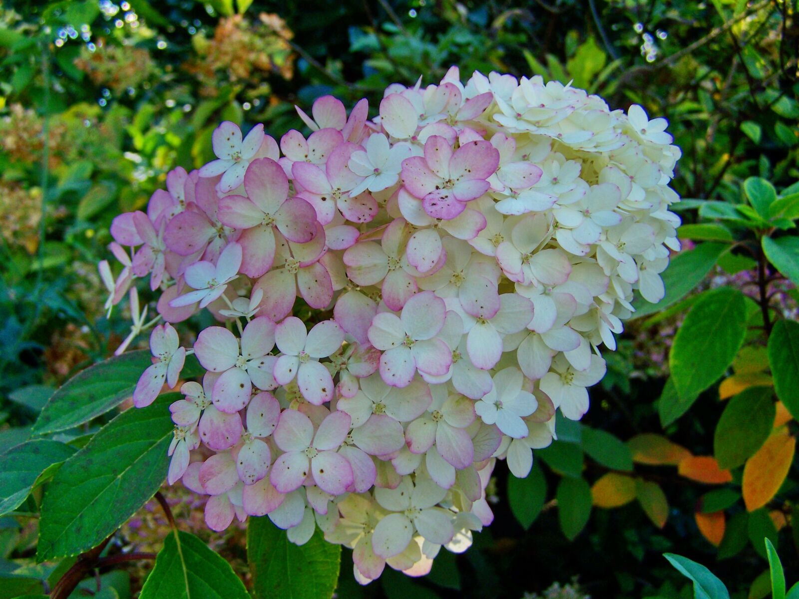 Kodak EASYSHARE ZD710 ZOOM DIGITAL CAMERA sample photo. Hydrangea, pale pink photography