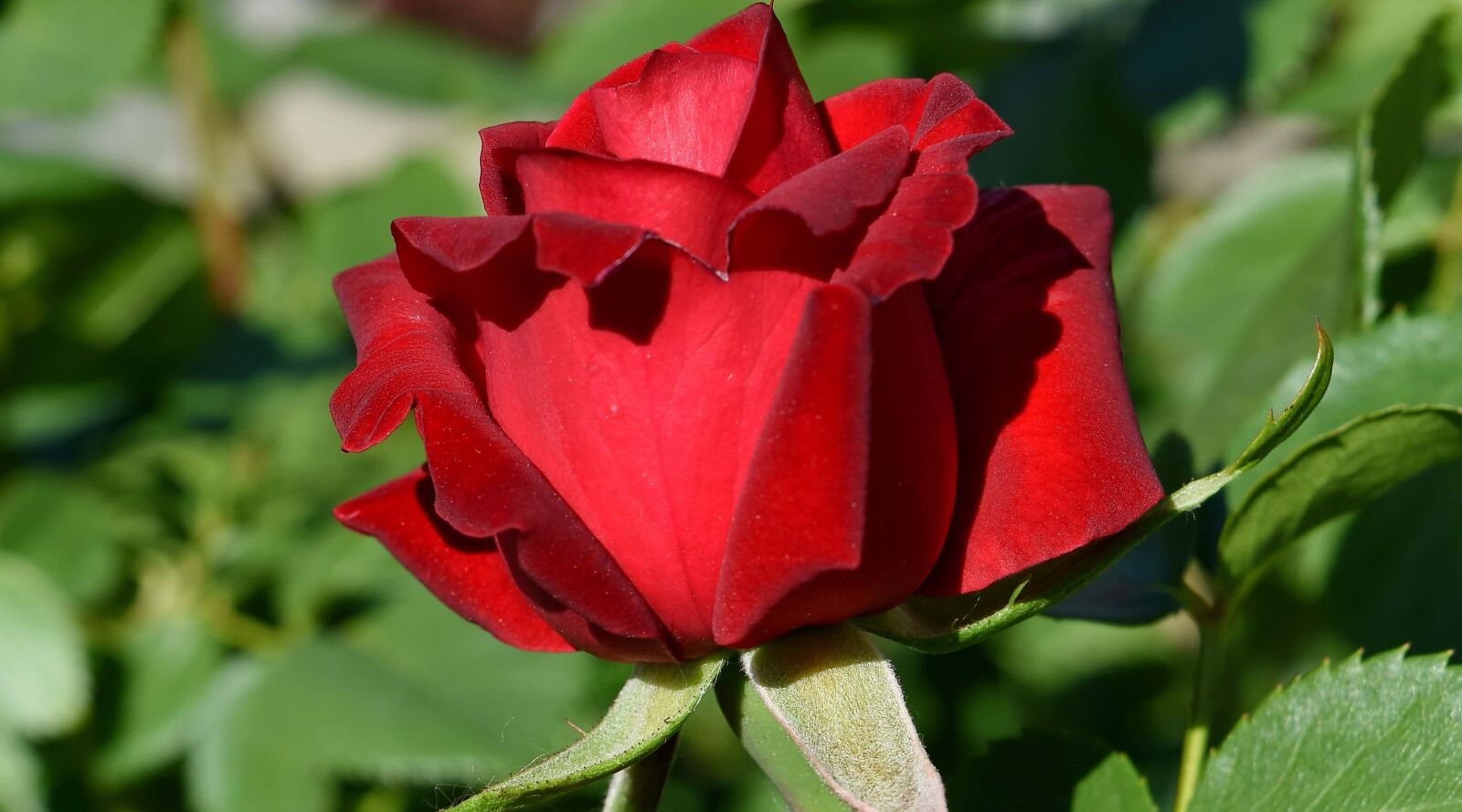 Nikon D5500 sample photo. Flower garden, reddish, roses photography