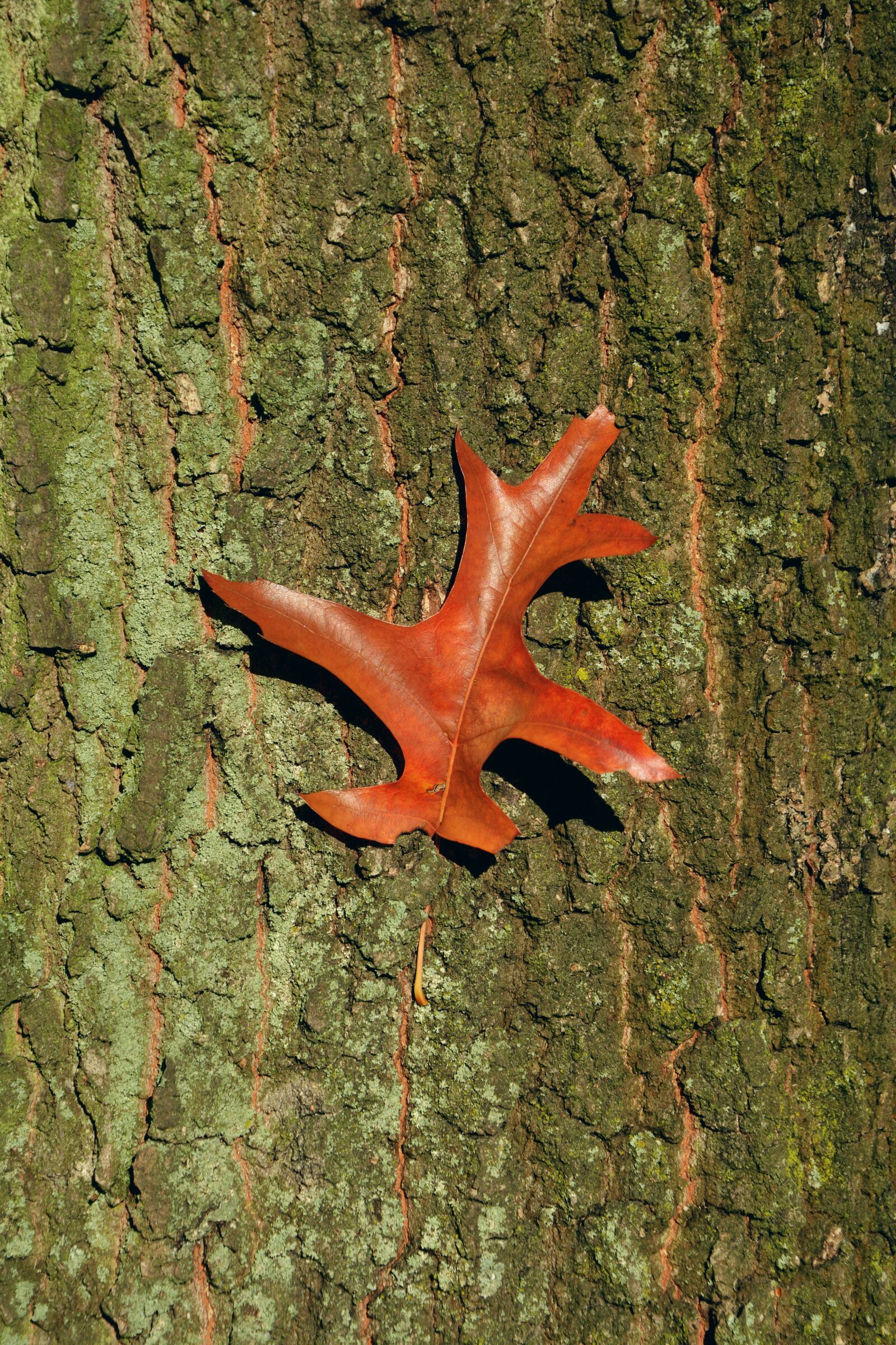 Nikon D5200 sample photo. Baustamm, tree bark, oak photography