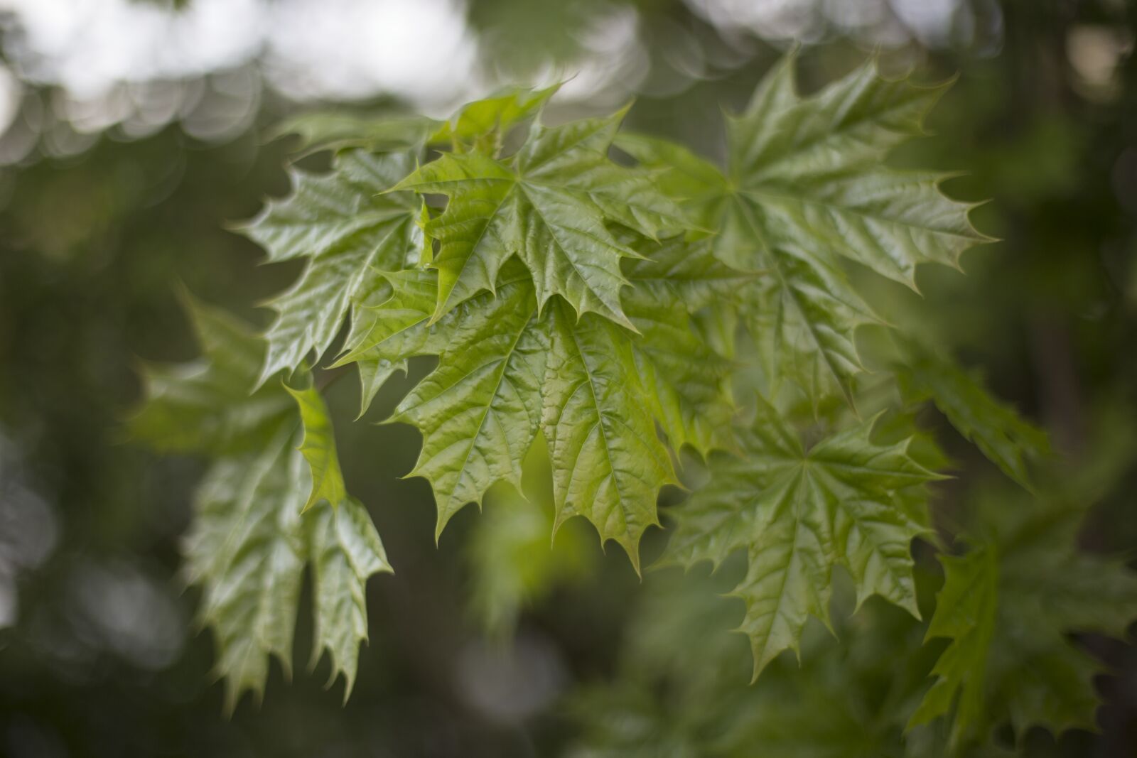 Canon EOS 6D + Canon EF 50mm F1.4 USM sample photo. Green, leafs, maple photography