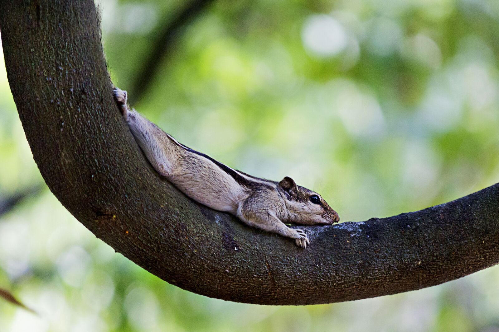 Canon EOS 700D (EOS Rebel T5i / EOS Kiss X7i) sample photo. Five-striped palm squirrel, squirrel photography
