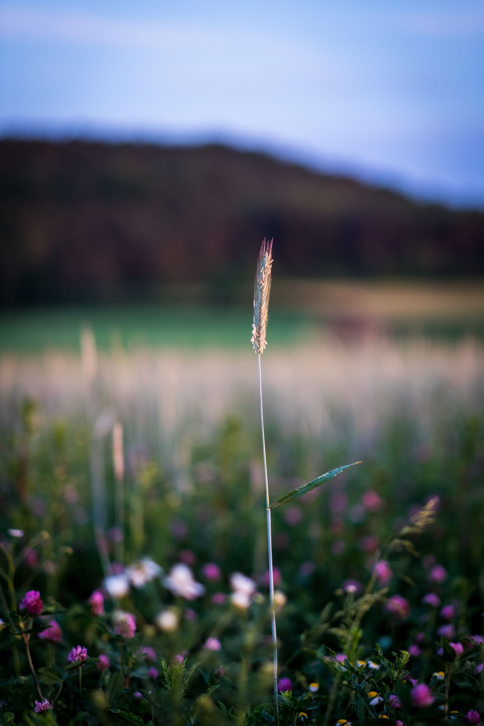 Fujifilm X-T2 + Fujifilm XF 56mm F1.2 R sample photo. Blade of grass, halm photography
