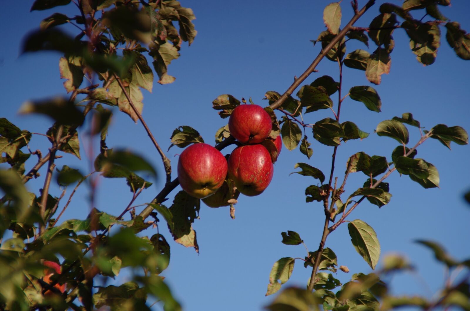 Pentax K-500 sample photo. Apple, apple tree, fruit photography