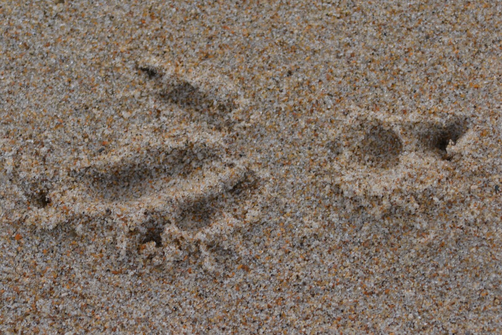 Nikon D5200 sample photo. Print, sand, bird seed photography