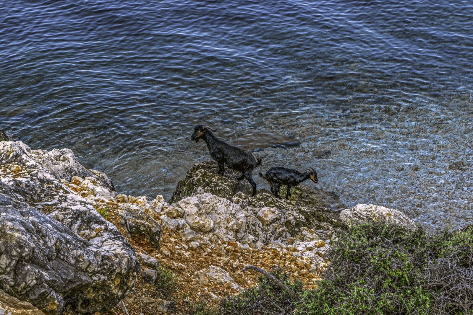 Nikon D3300 sample photo. Goats, animals, greece photography