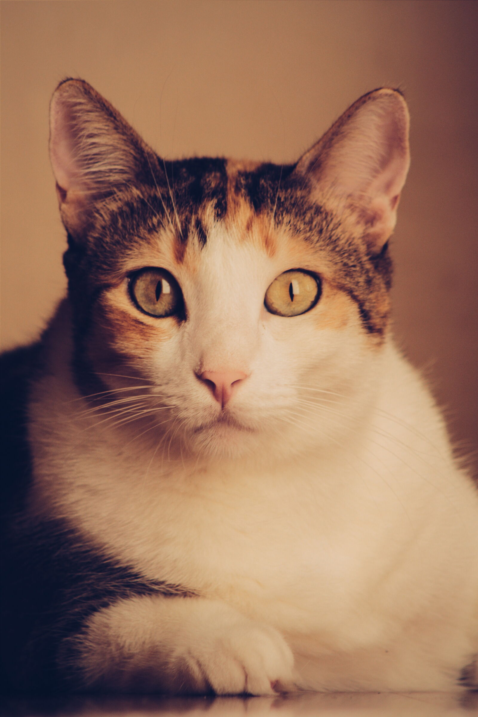 Canon EOS 700D (EOS Rebel T5i / EOS Kiss X7i) + Canon EF 75-300mm f/4-5.6 sample photo. Pet, eyes, looking, cat photography