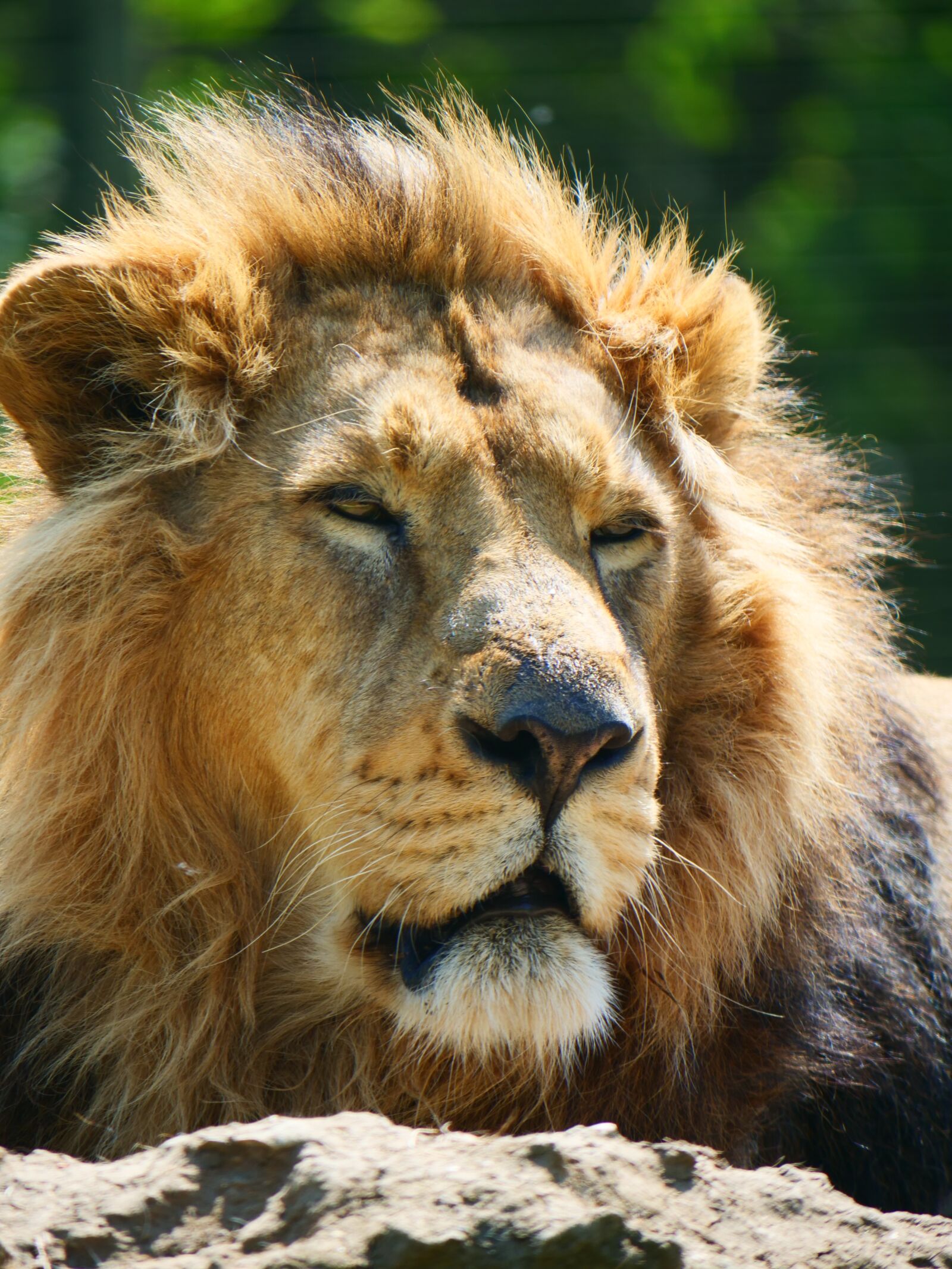 Panasonic Lumix DC-G9 sample photo. Lion, big cat, animal photography