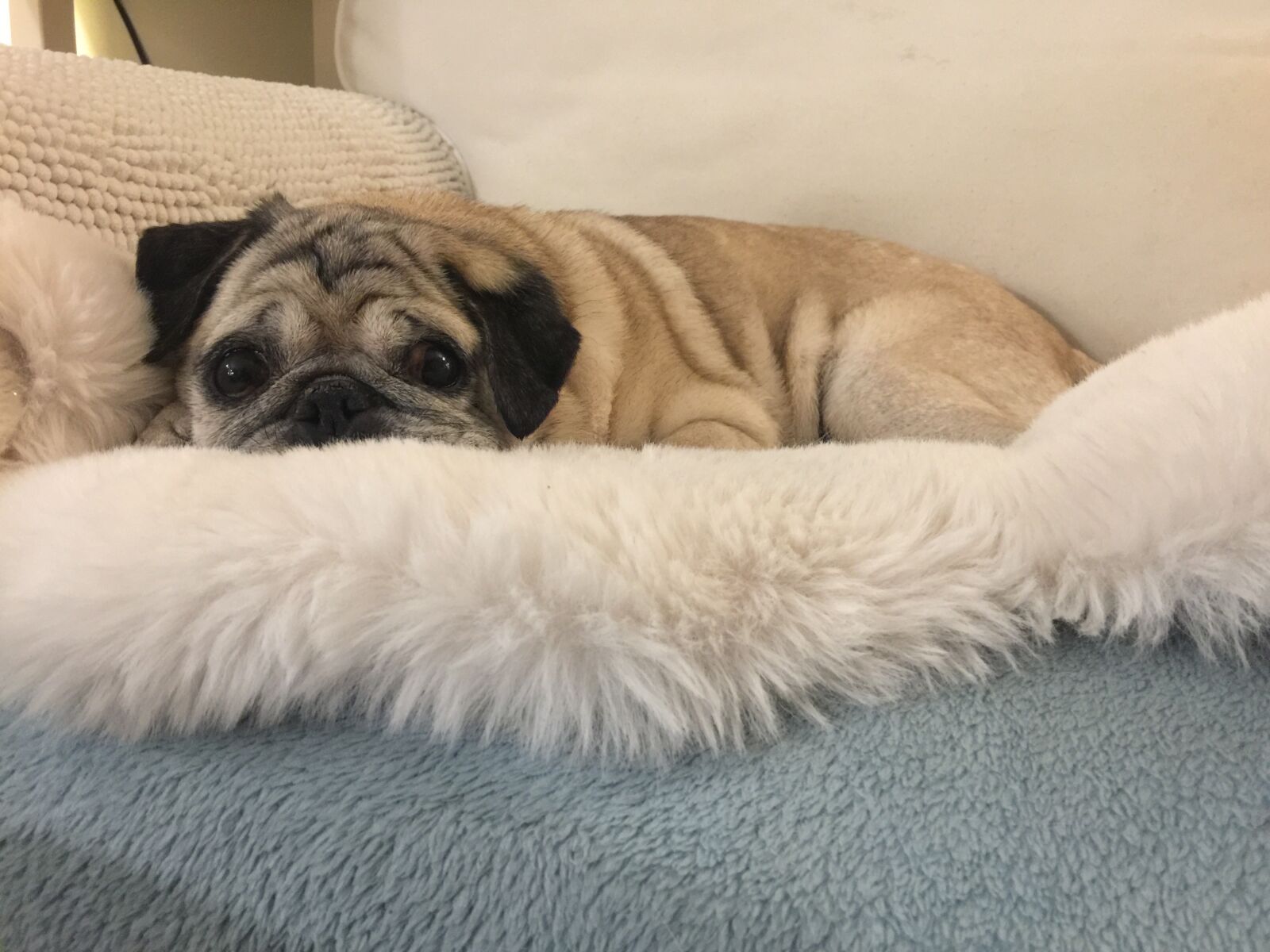 iPhone 6 Plus back camera 4.15mm f/2.2 sample photo. Pug, dog, cute photography