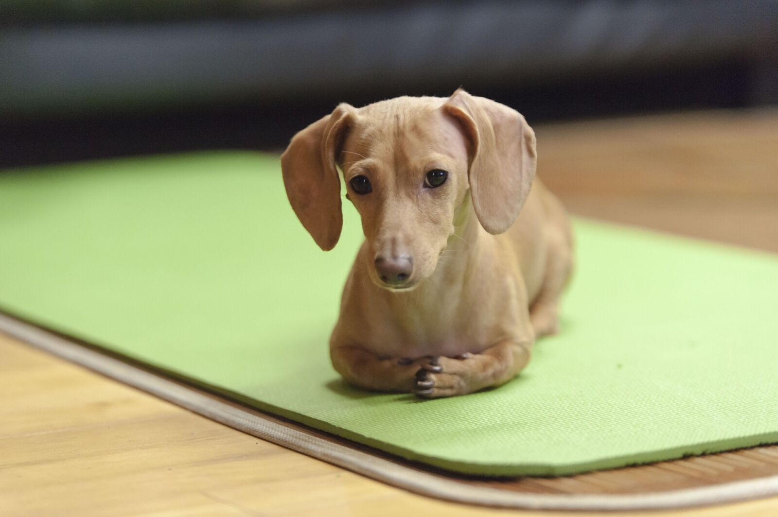 Nikon D700 sample photo. Dog, dachshund, looking photography