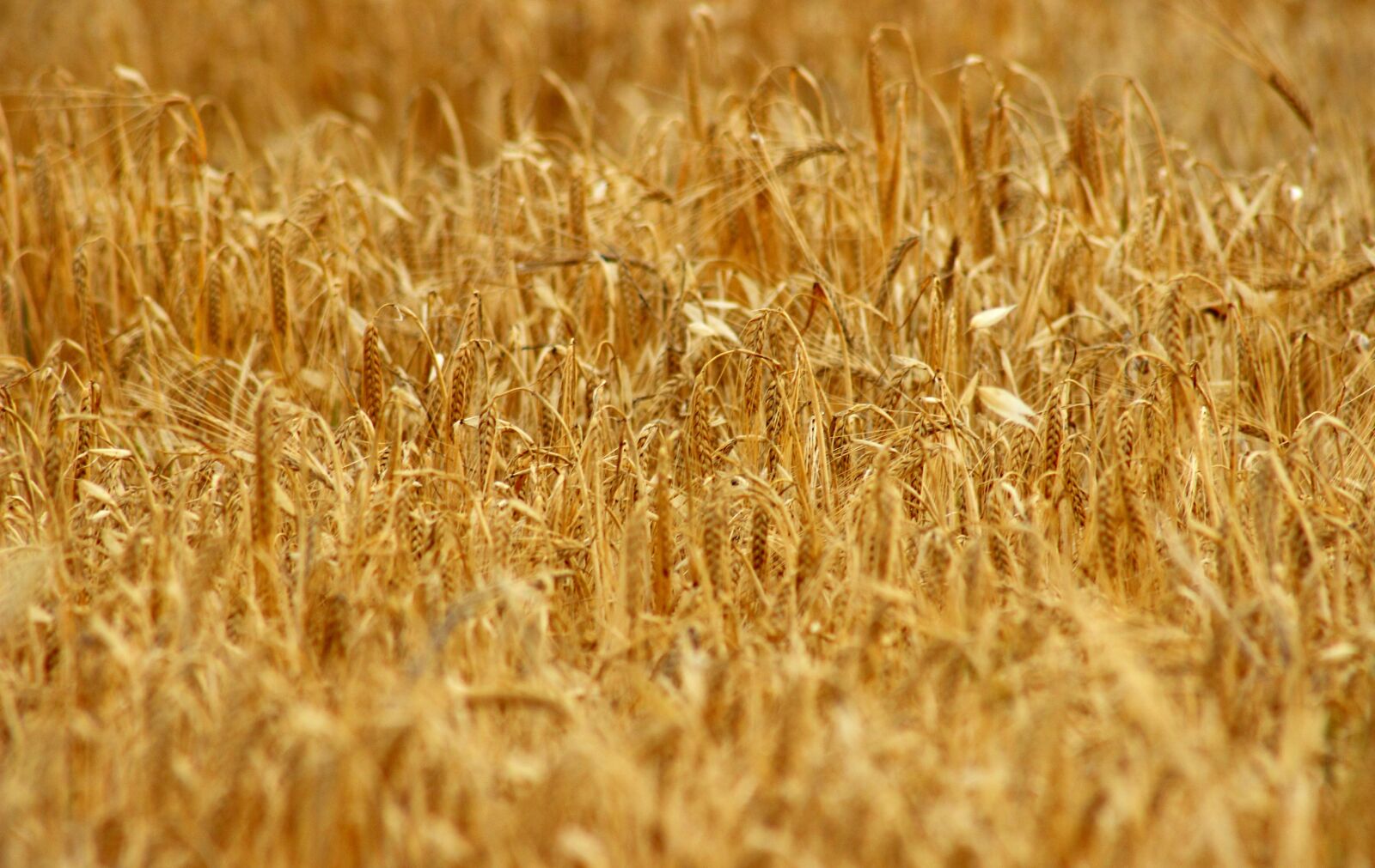 Canon EF75-300mm f/4-5.6 sample photo. Triticum, straw, cereal photography