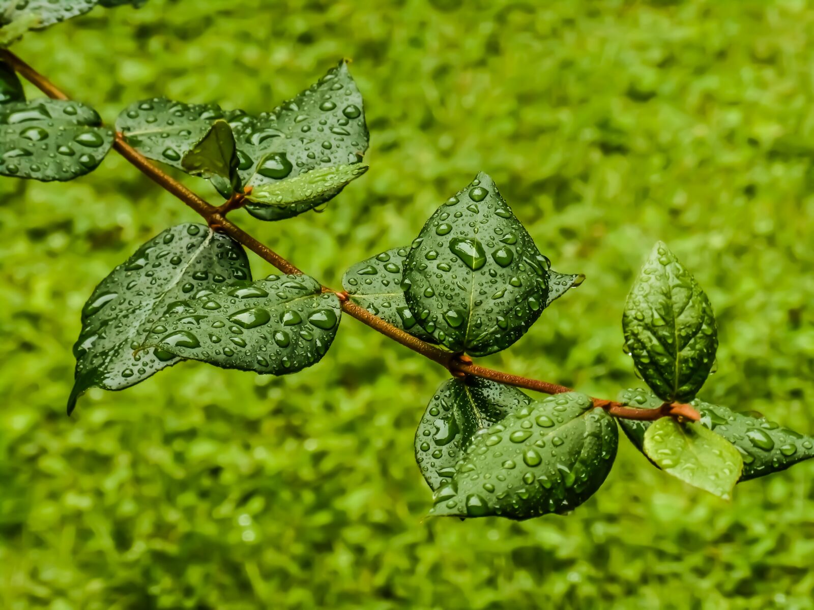 Nikon Coolpix S3500 sample photo. Green, leaf, drops photography