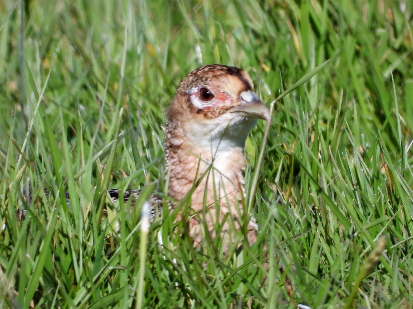 Nikon Coolpix P1000 sample photo. Pheasant, them, runner photography