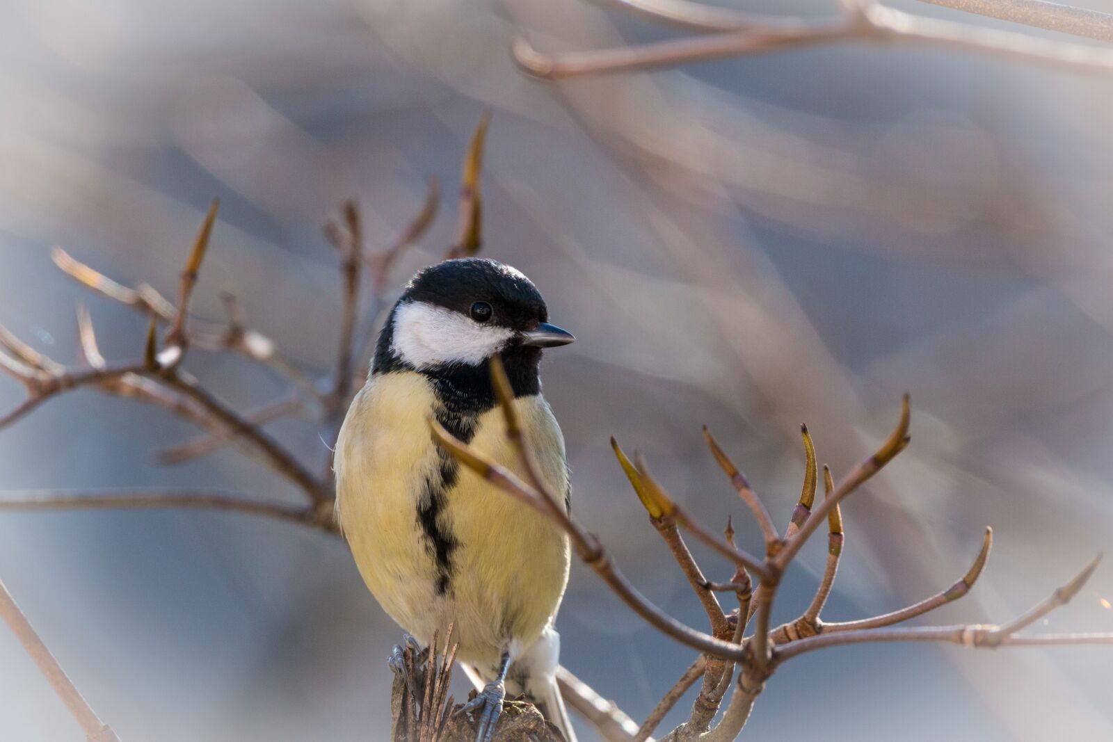 150-600mm F5-6.3 DG OS HSM | Contemporary 015 sample photo. Tit, songbird, bird photography