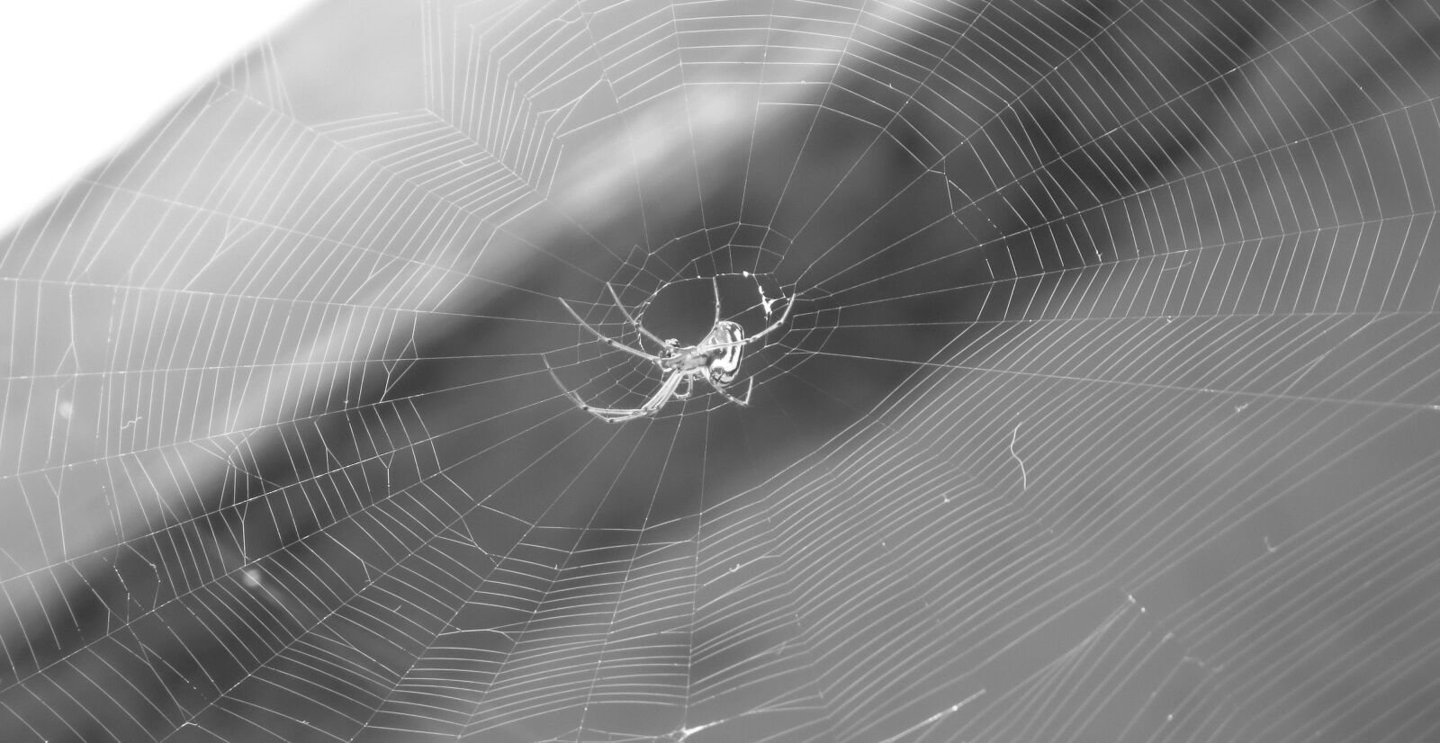 Canon PowerShot SX50 HS sample photo. Nature, insects, armenia photography