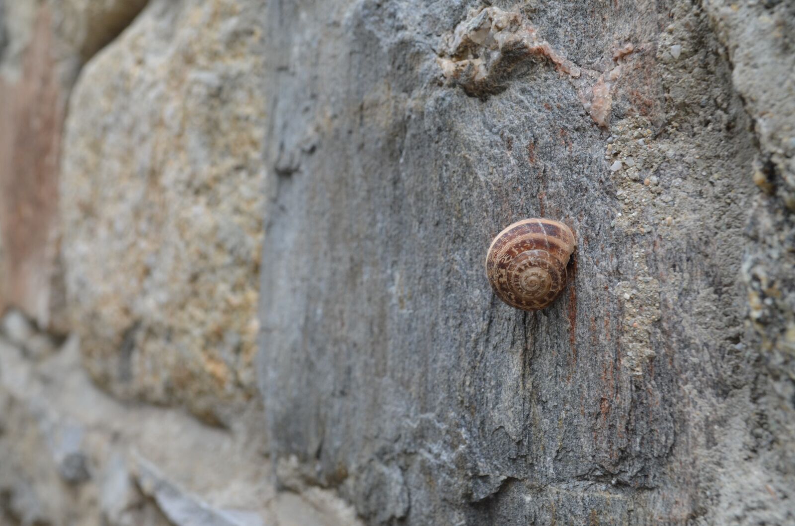 Nikon D5100 sample photo. Mykonos, snail, stone photography