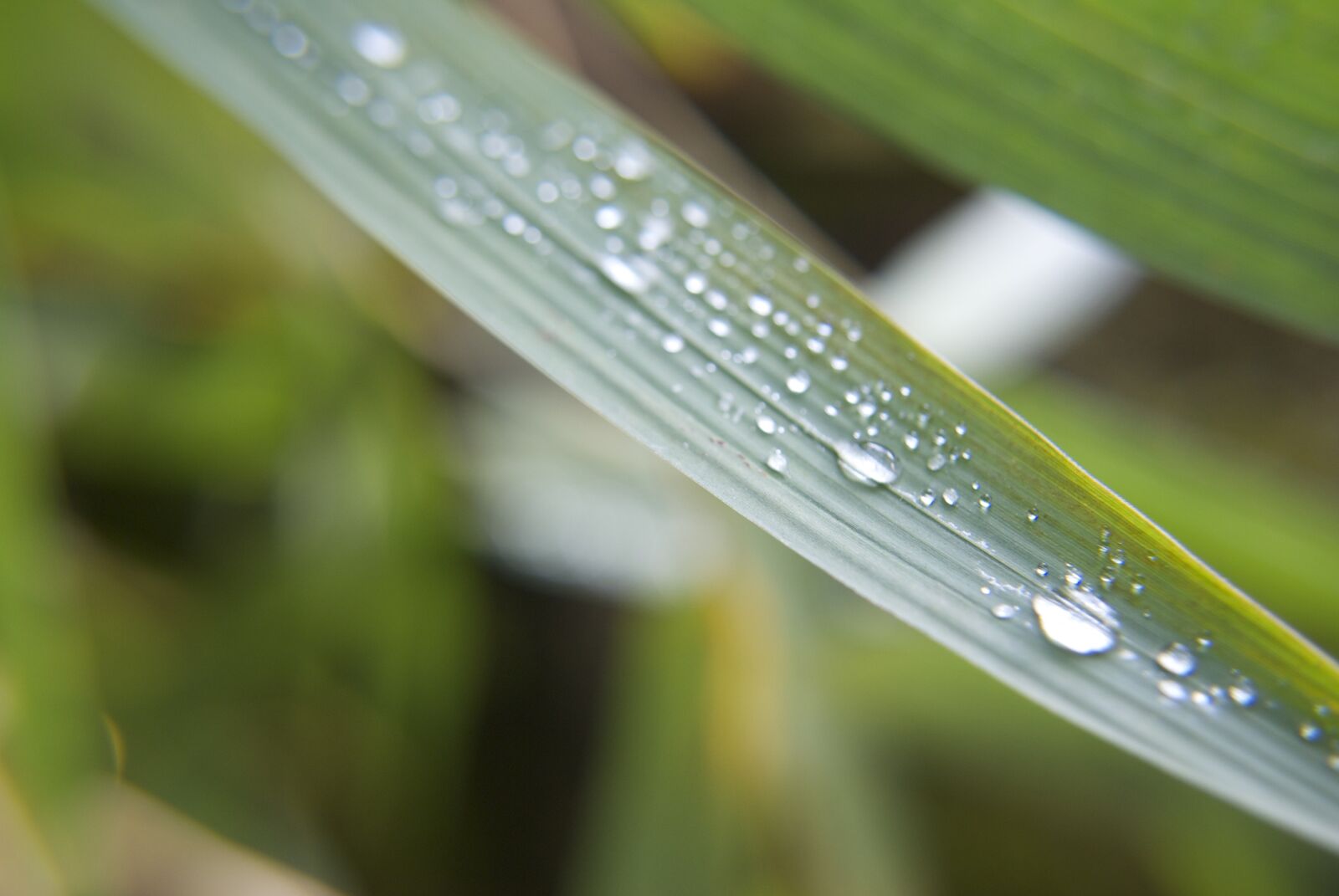 Nikon D3000 sample photo. Rocio, garden, rain photography