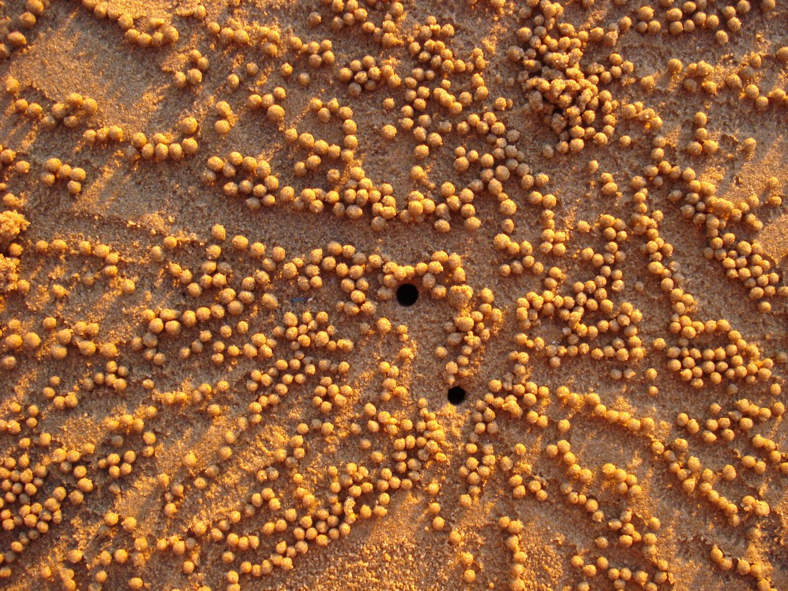 Sony DSC-W35 sample photo. Crabs, beach, beads photography