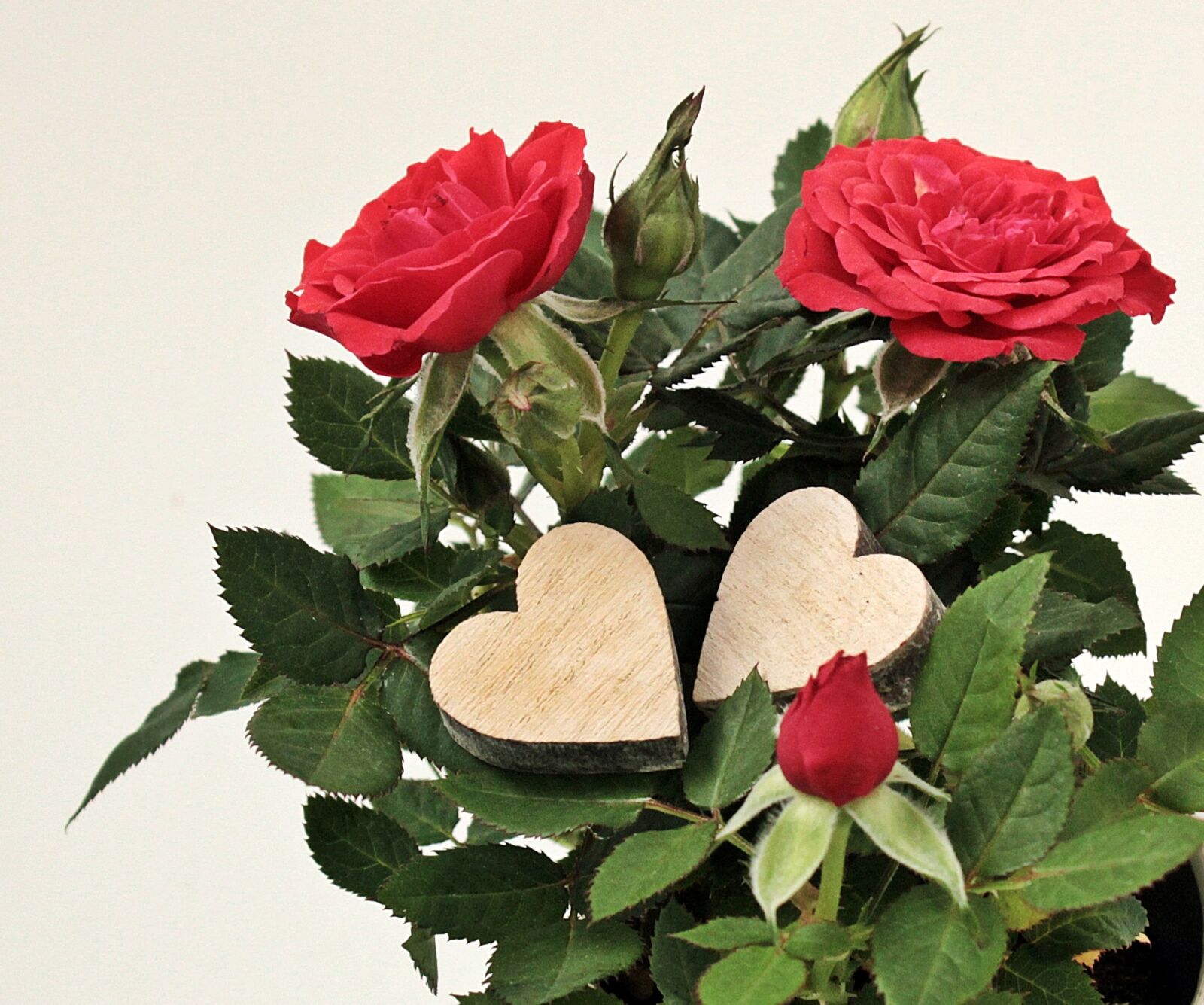 Canon EOS 550D (EOS Rebel T2i / EOS Kiss X4) sample photo. Mother's day, heart, gratitude photography