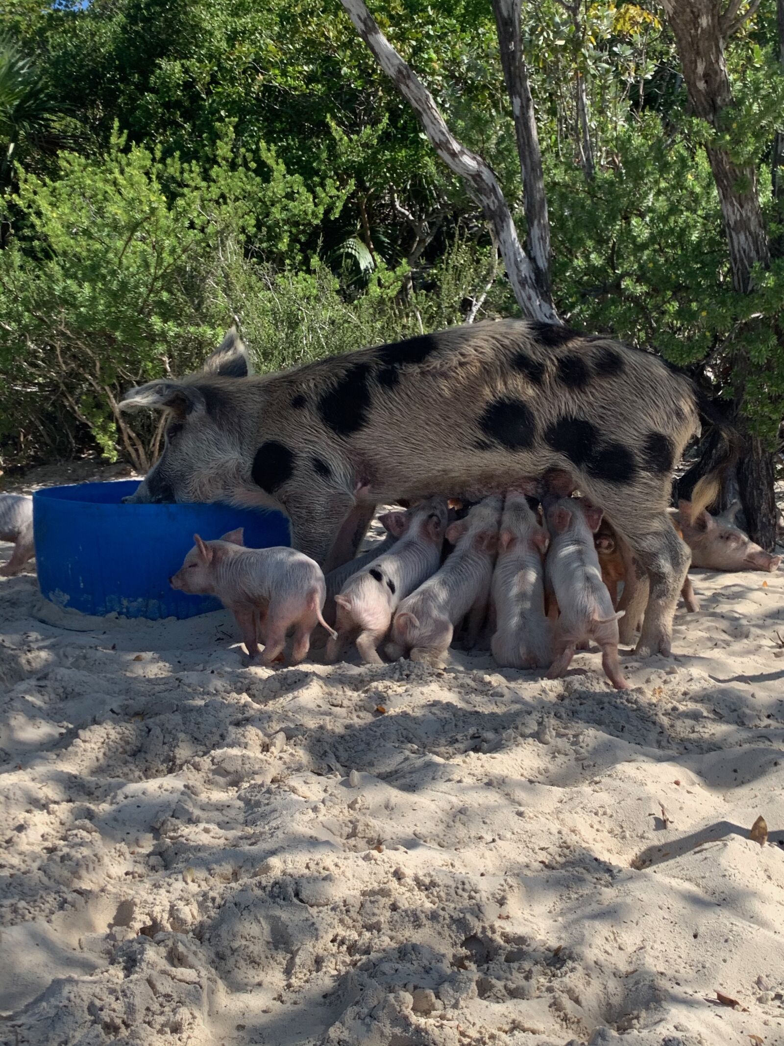 Apple iPhone XS Max sample photo. Momma, pig, pig beach photography