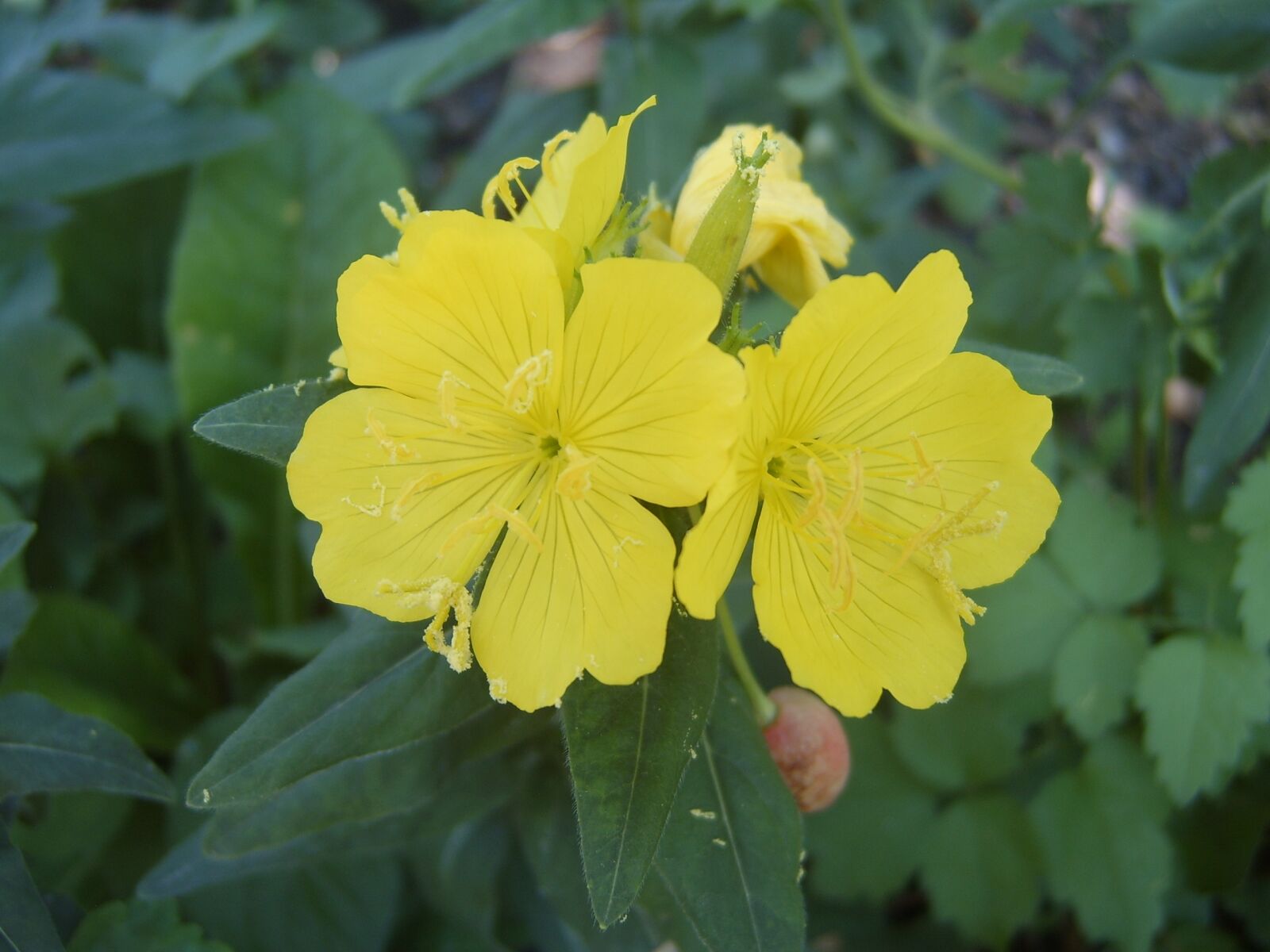 Samsung Digimax V6 / Kenox V6 sample photo. Evening primrose, yellow flower photography
