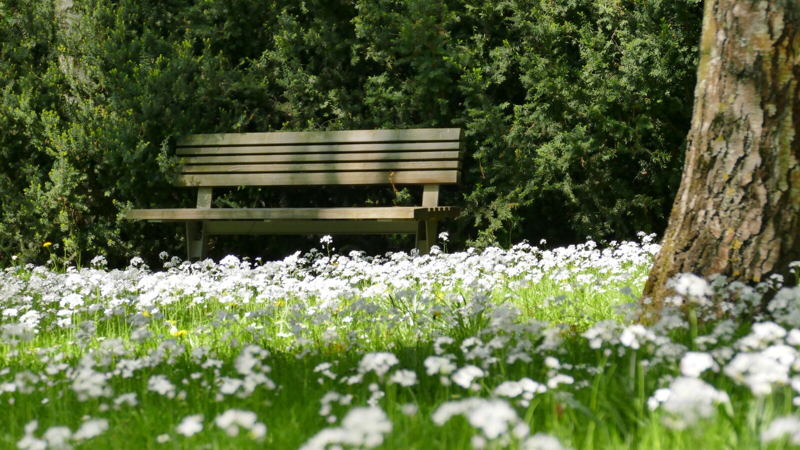 Panasonic Lumix DMC-FZ1000 sample photo. Park, nature, meadow photography