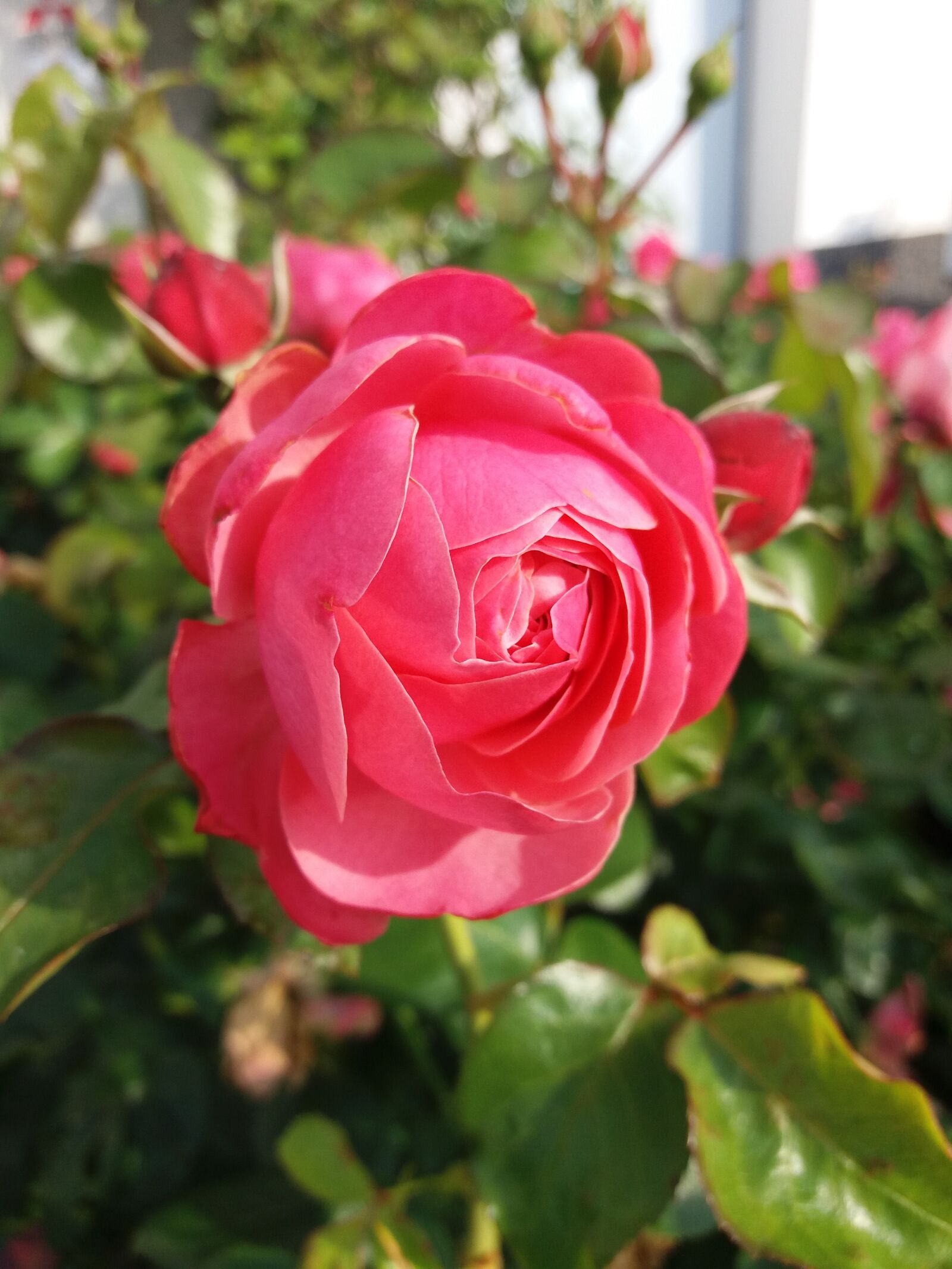 Samsung SM-J500FN sample photo. Rose, pink, flowers photography