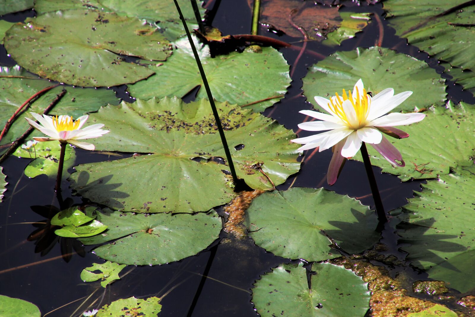 Canon EOS 80D sample photo. Lotus, lily, flower photography