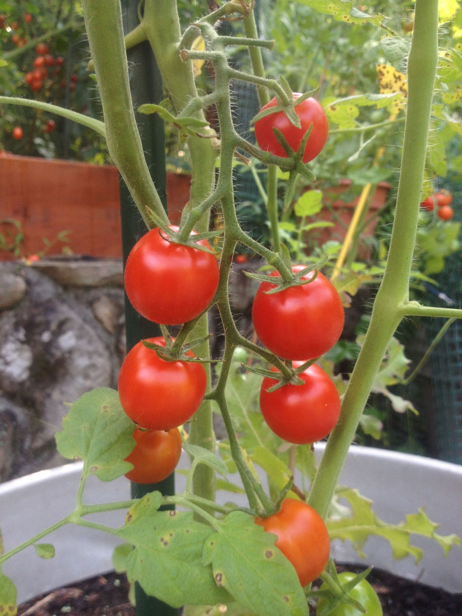 Apple iPhone 4S sample photo. Cherry tomatoes, tomatoes, tomato photography
