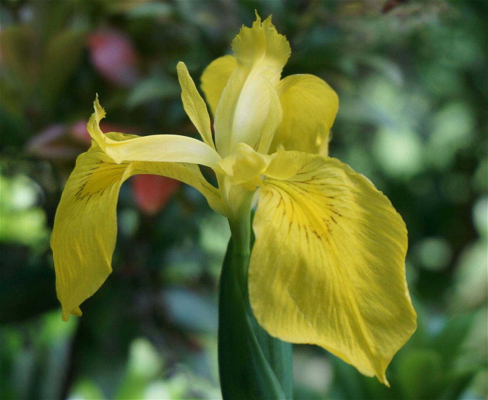 Sony Alpha NEX-5T sample photo. Iris, plants, flowers photography