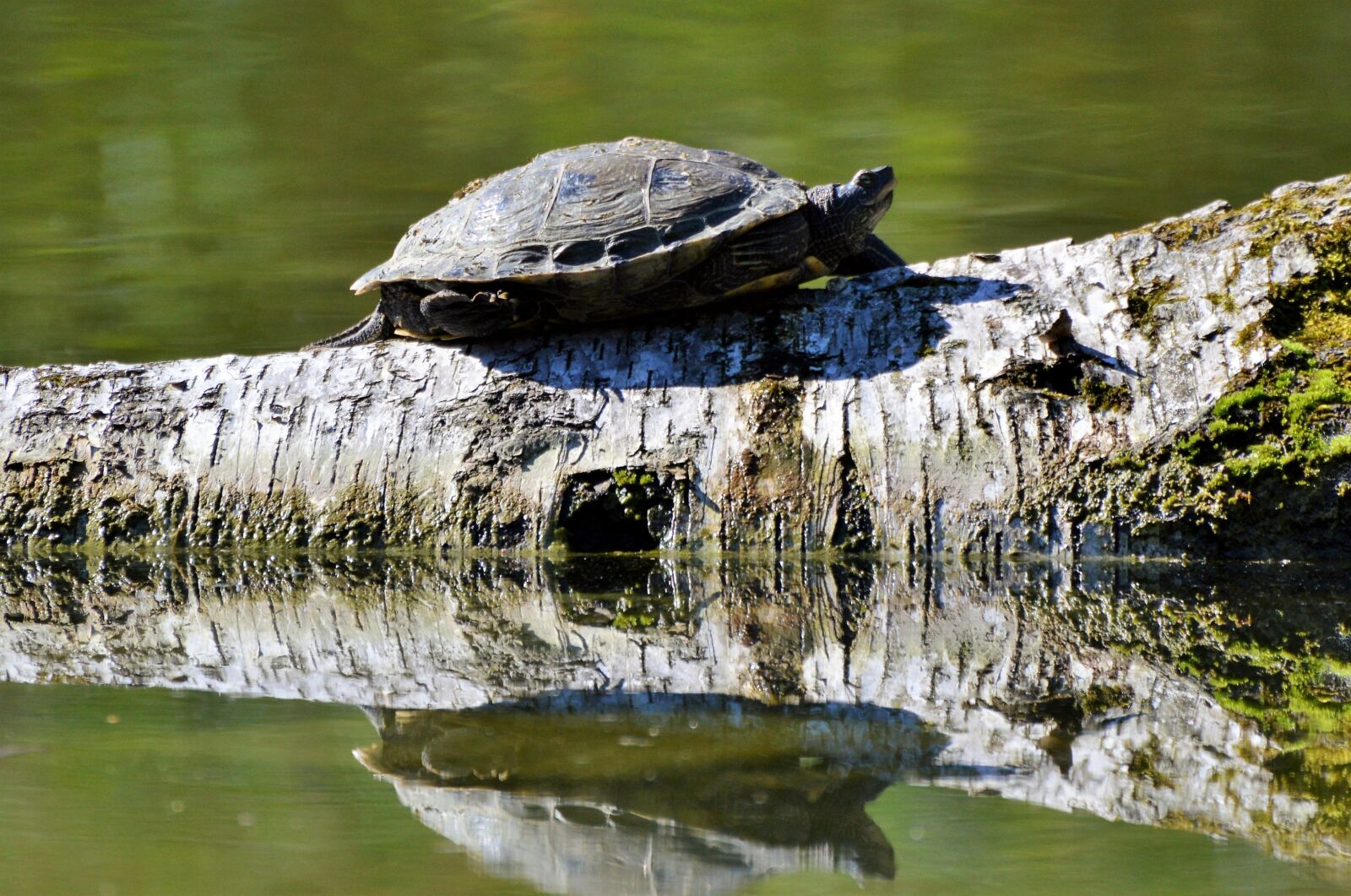 Nikon D3200 sample photo. Turtle, reptile, water turtle photography