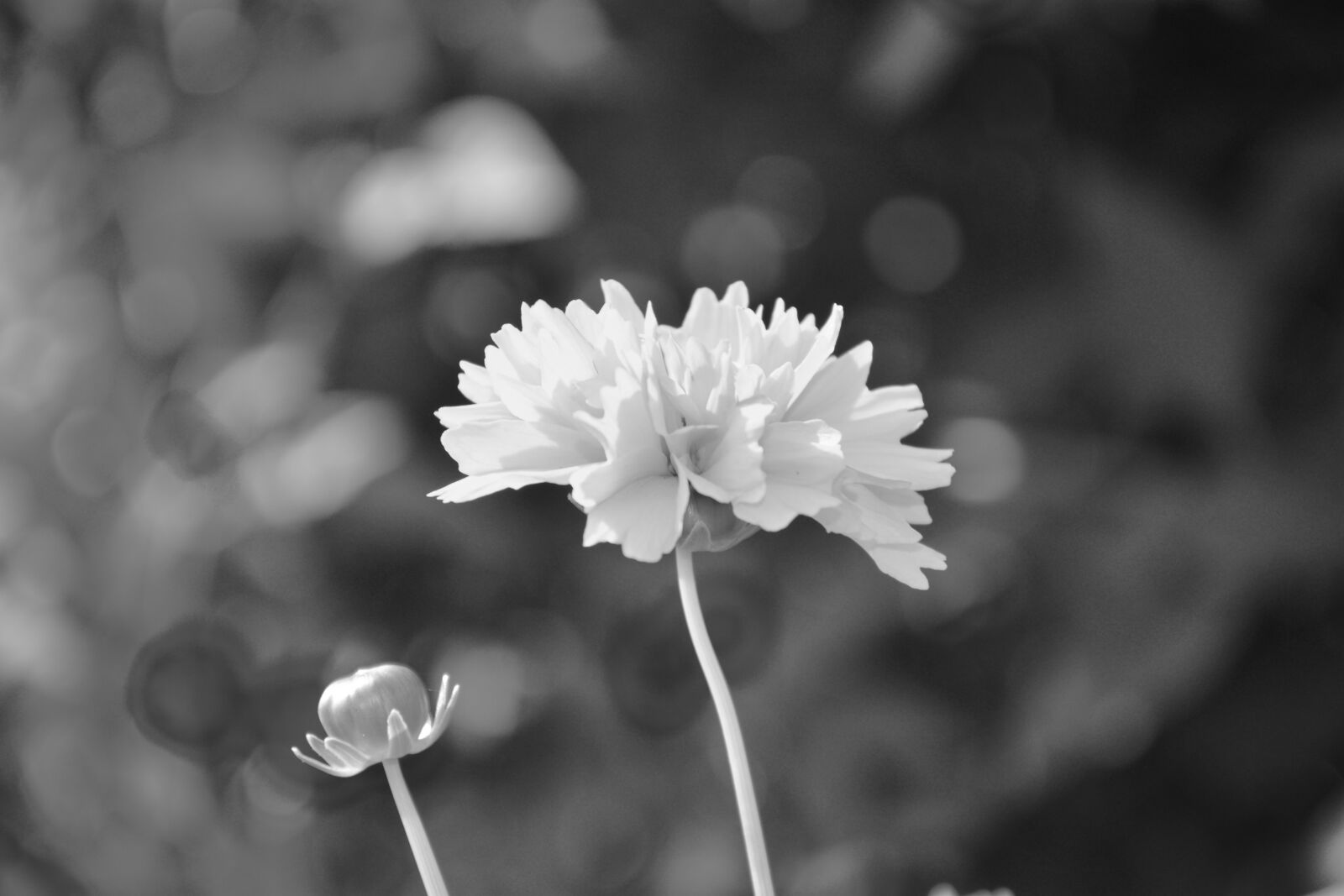 Nikon D5200 sample photo. Flower, massif, planter photo photography