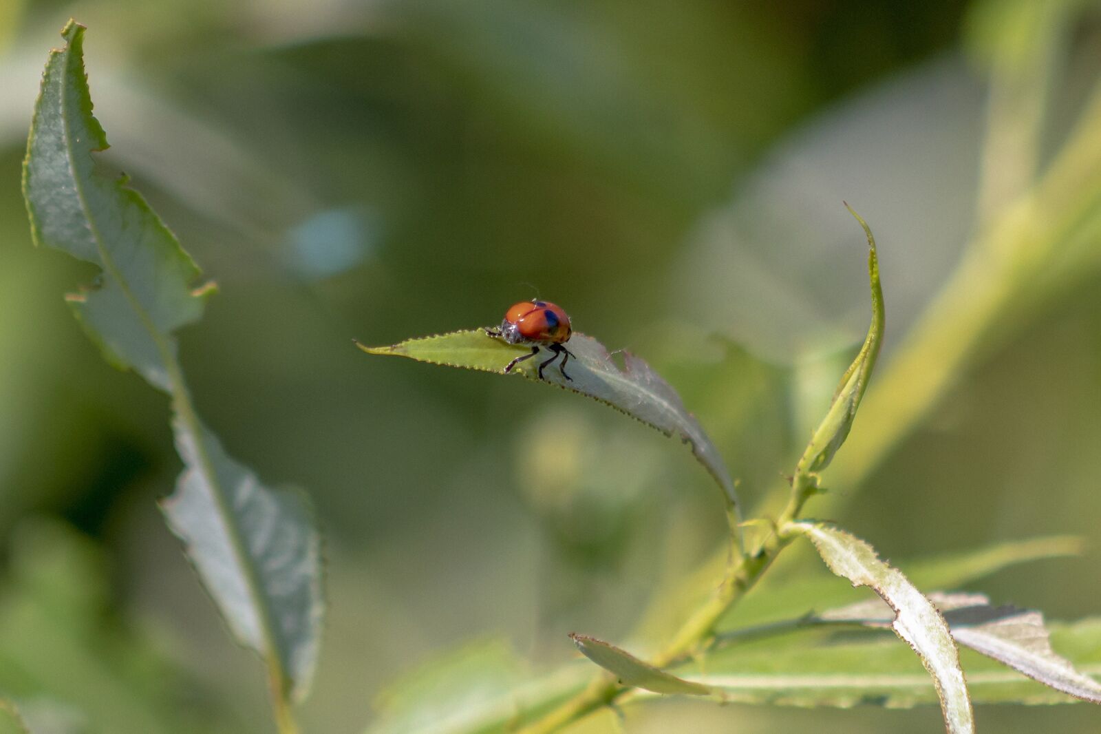 Canon EF75-300mm f/4-5.6 sample photo. Insect, foliage, branch photography