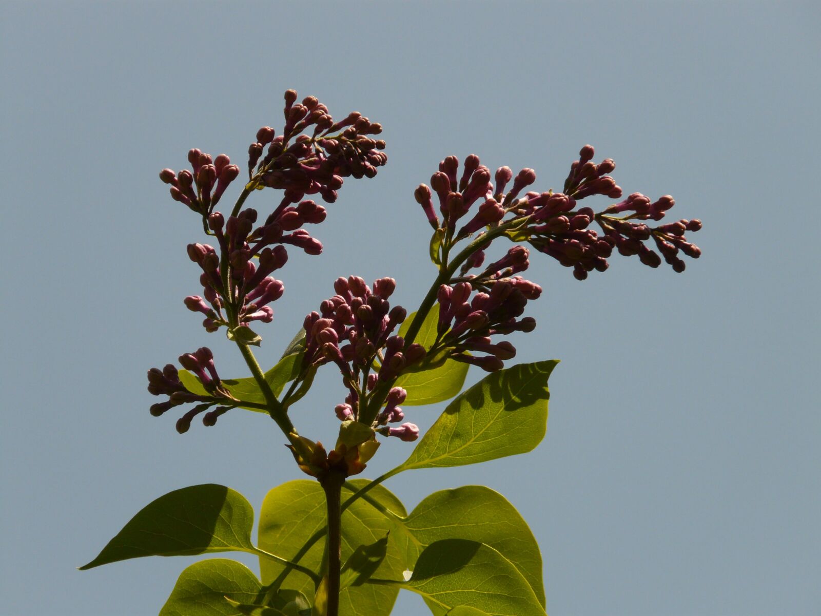 Panasonic DMC-FZ18 sample photo. Lilac, common lilac, ornamental photography
