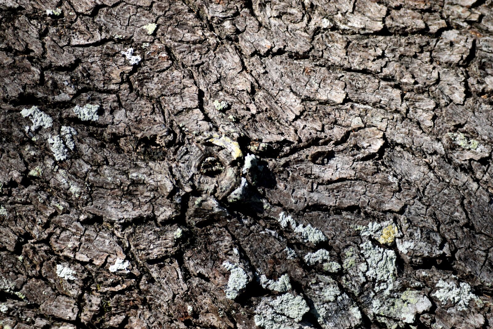 Nikon D3300 sample photo. Tree bark, wood, nature photography