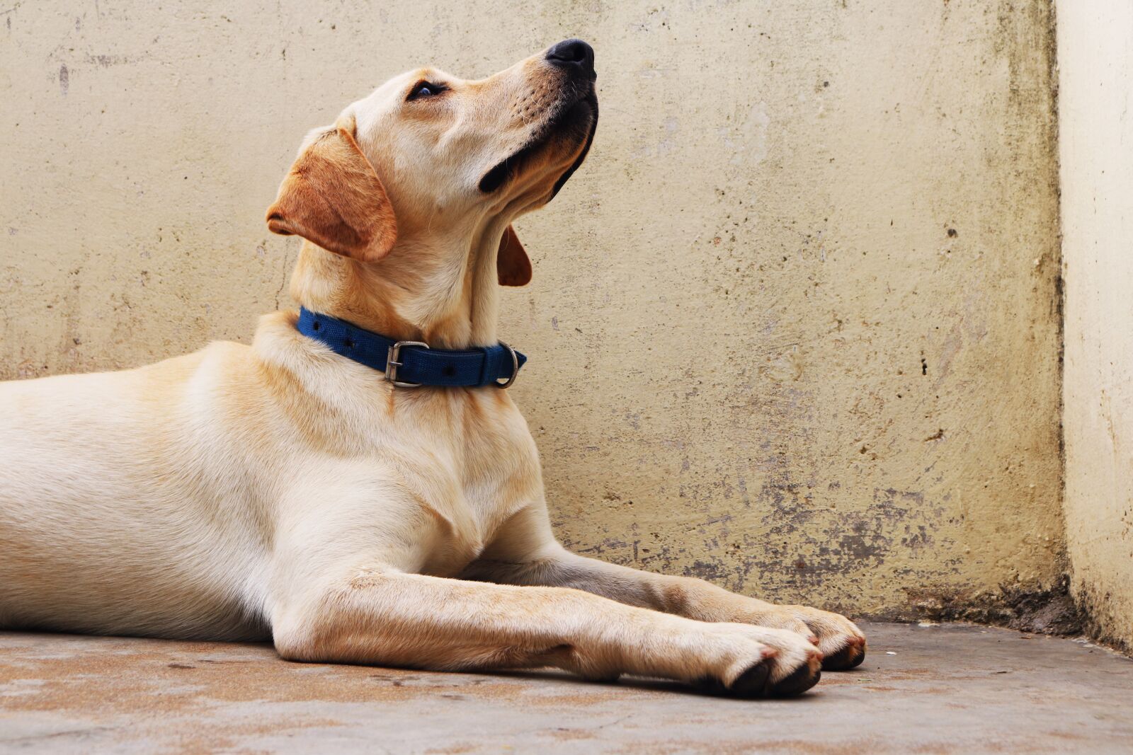 Canon EOS 750D (EOS Rebel T6i / EOS Kiss X8i) sample photo. Dog, labrador, pet photography