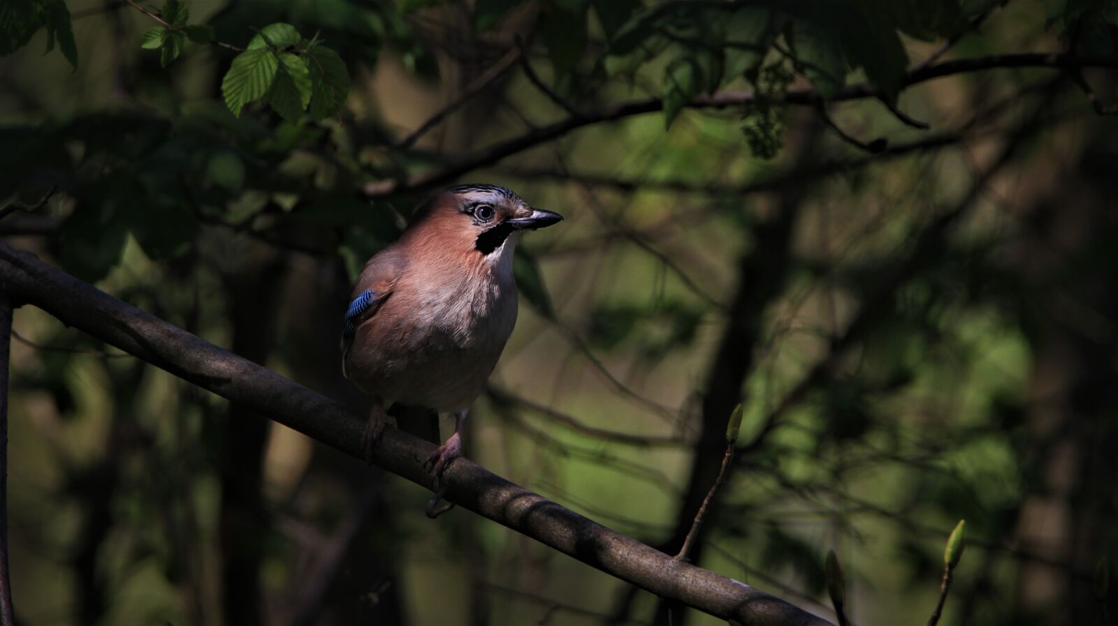Tamron SP 150-600mm F5-6.3 Di VC USD sample photo. Jay, songbird, bird photography
