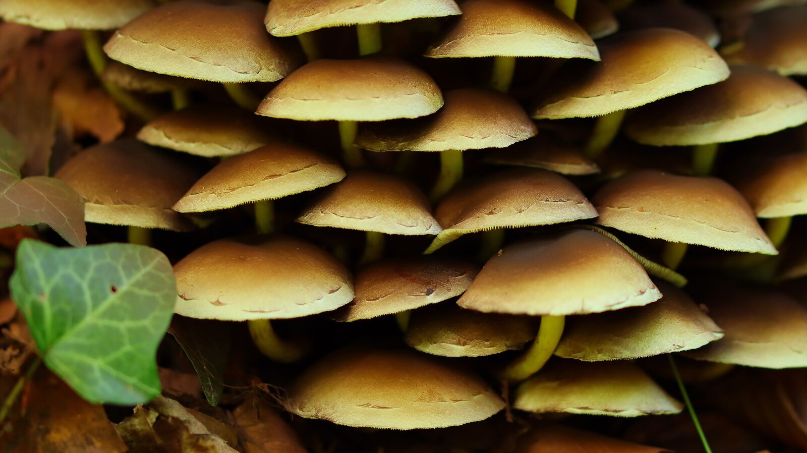 Canon EOS M50 (EOS Kiss M) sample photo. Mushroom, forest, autumn photography