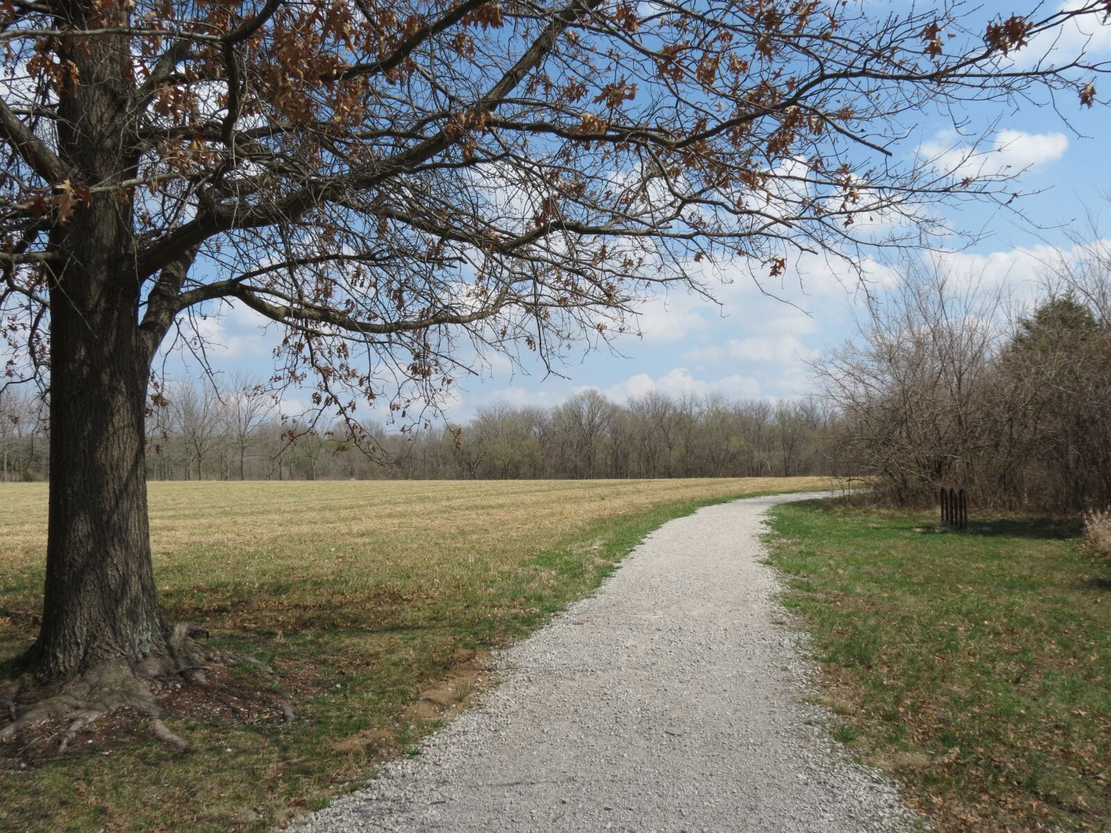 Canon PowerShot SX40 HS sample photo. Tree, trail, nature photography