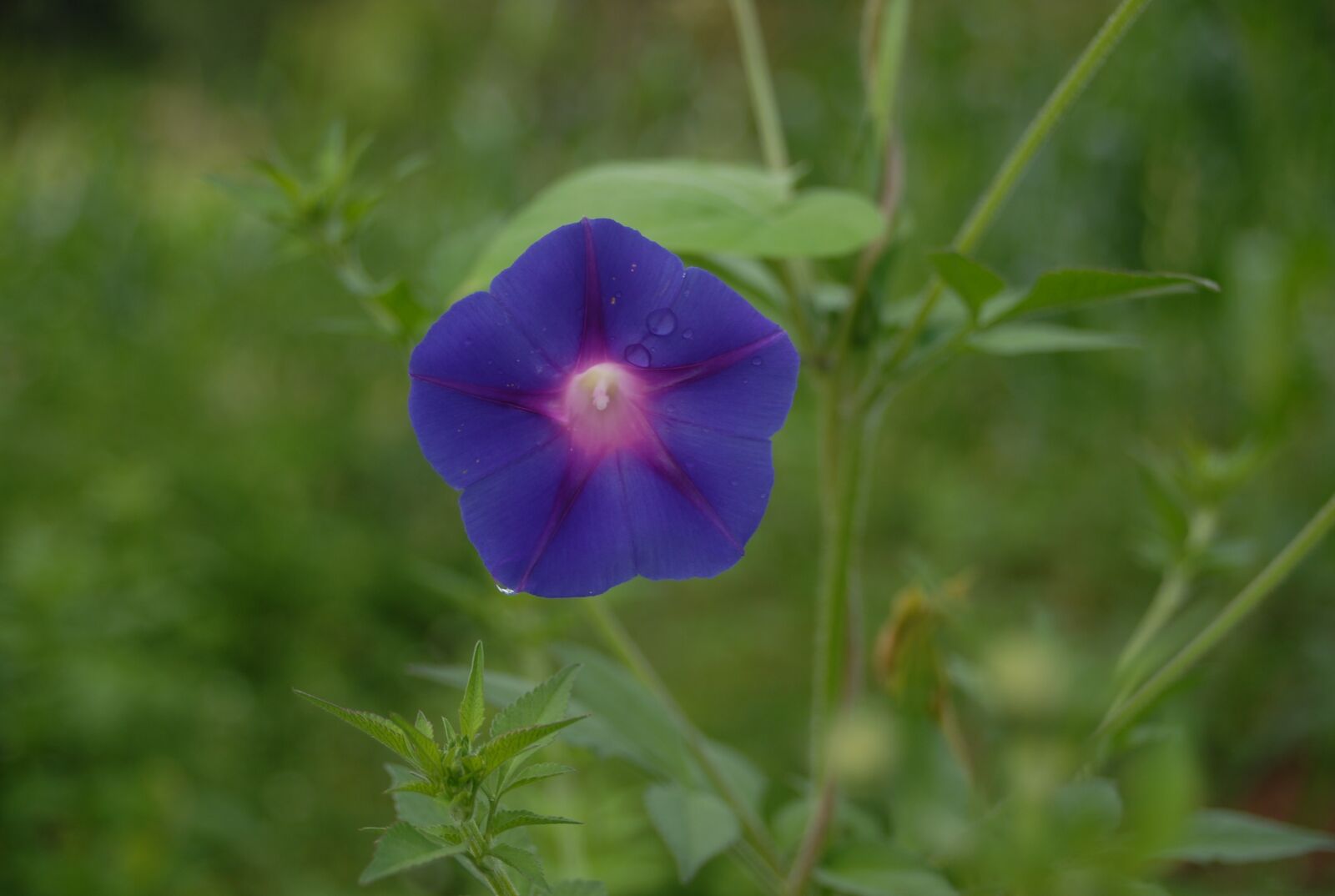 Nikon D200 sample photo. Bell, wild, flowers photography